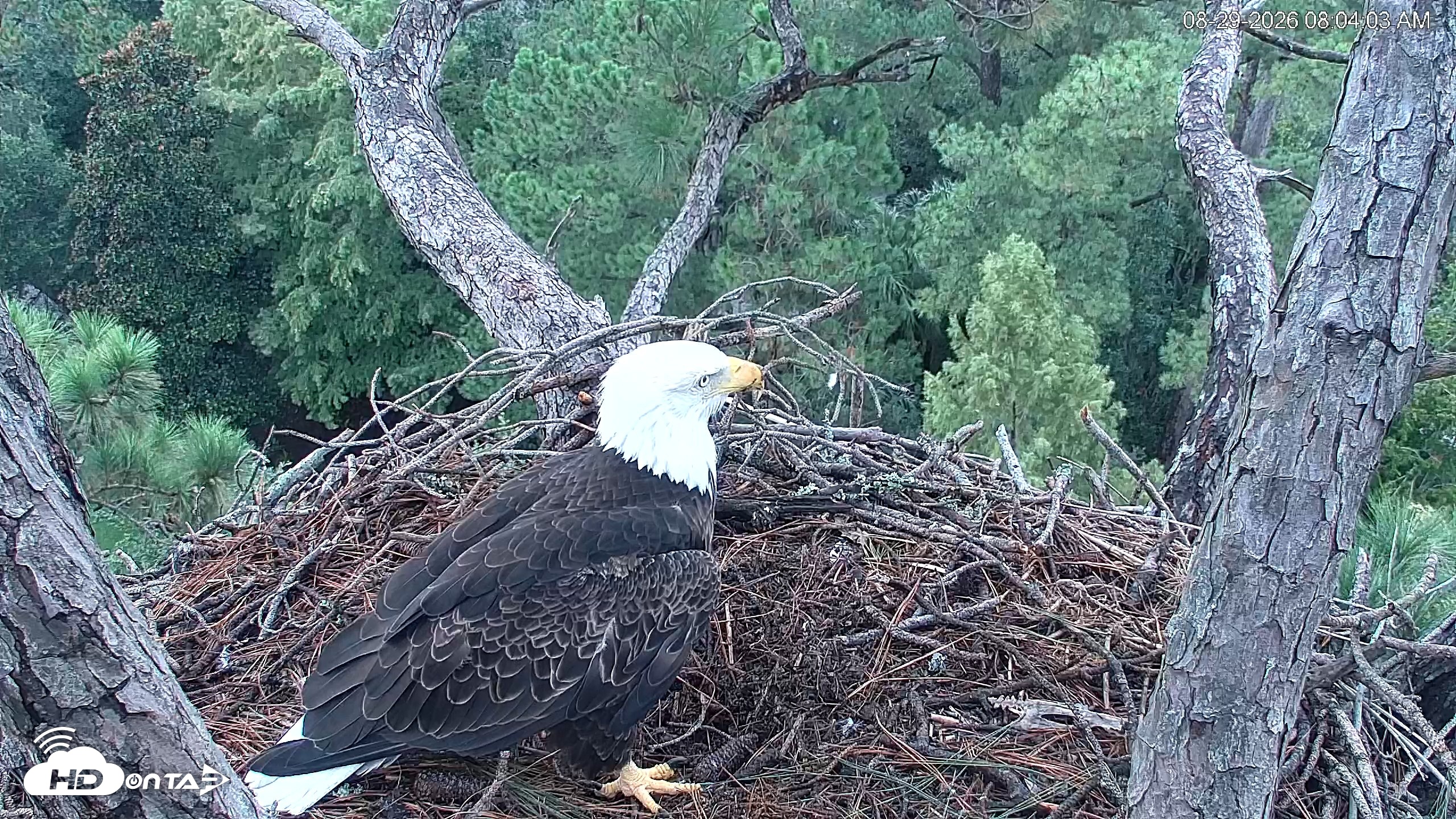 Snapshot of Hilton Head Island Eagles Live Webcam taken Aug 29, 2026, 8:04am EDT