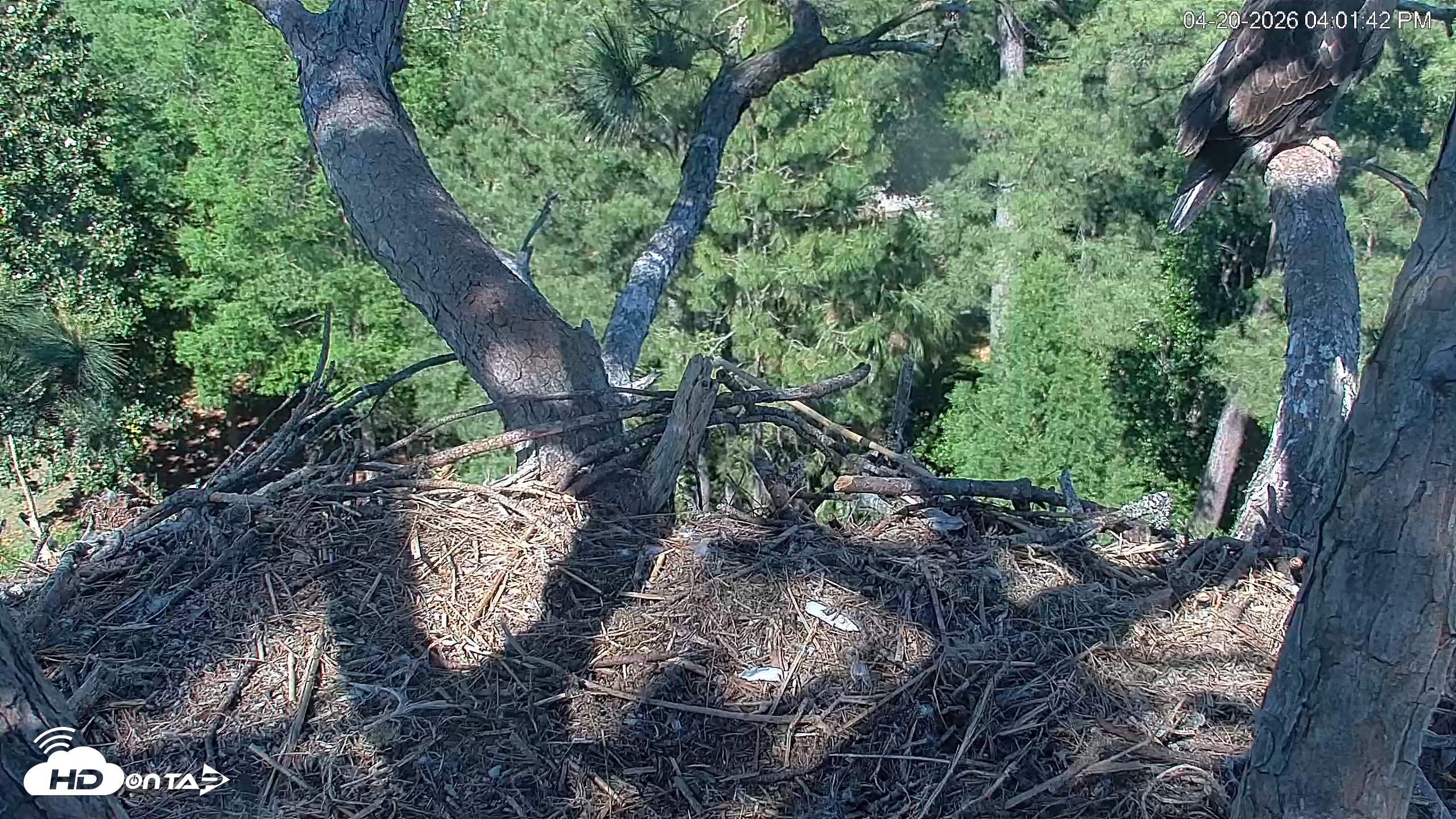 Snapshot of Hilton Head Island Eagles Live Webcam taken Apr 20, 2026, 4:03pm EDT