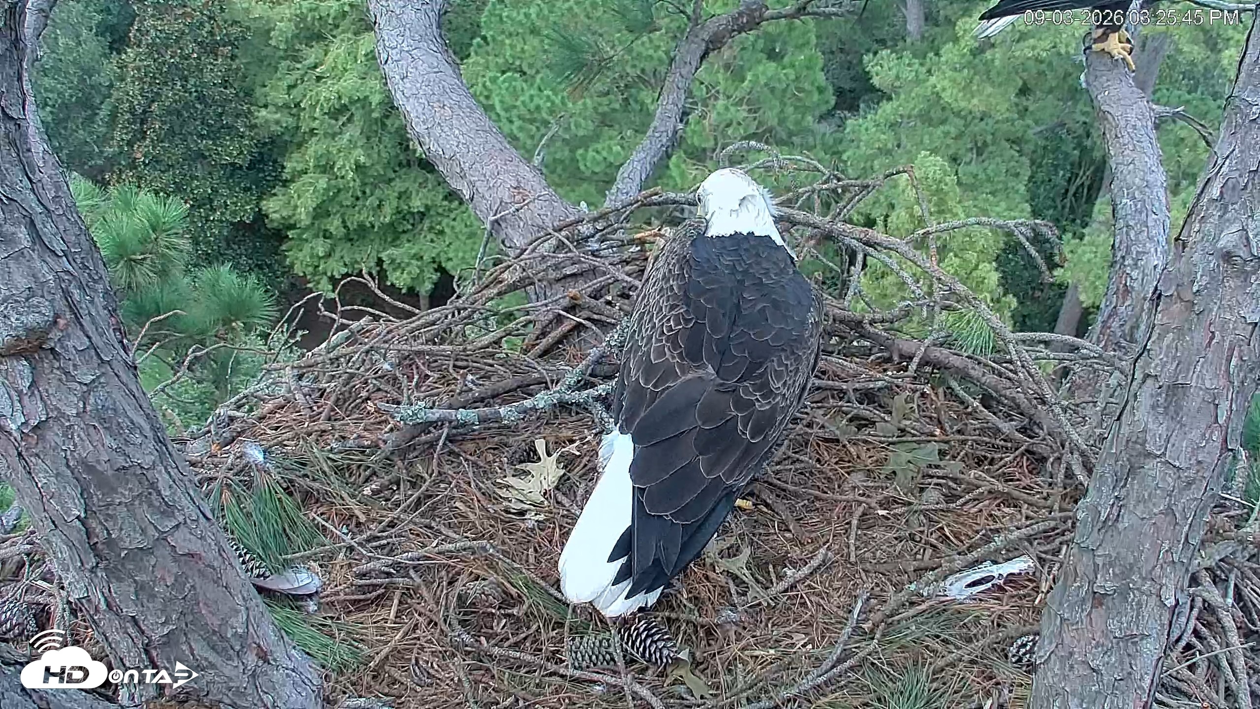 Snapshot of Hilton Head Island Eagles Live Webcam taken Sep 3, 2026, 3:26pm EDT