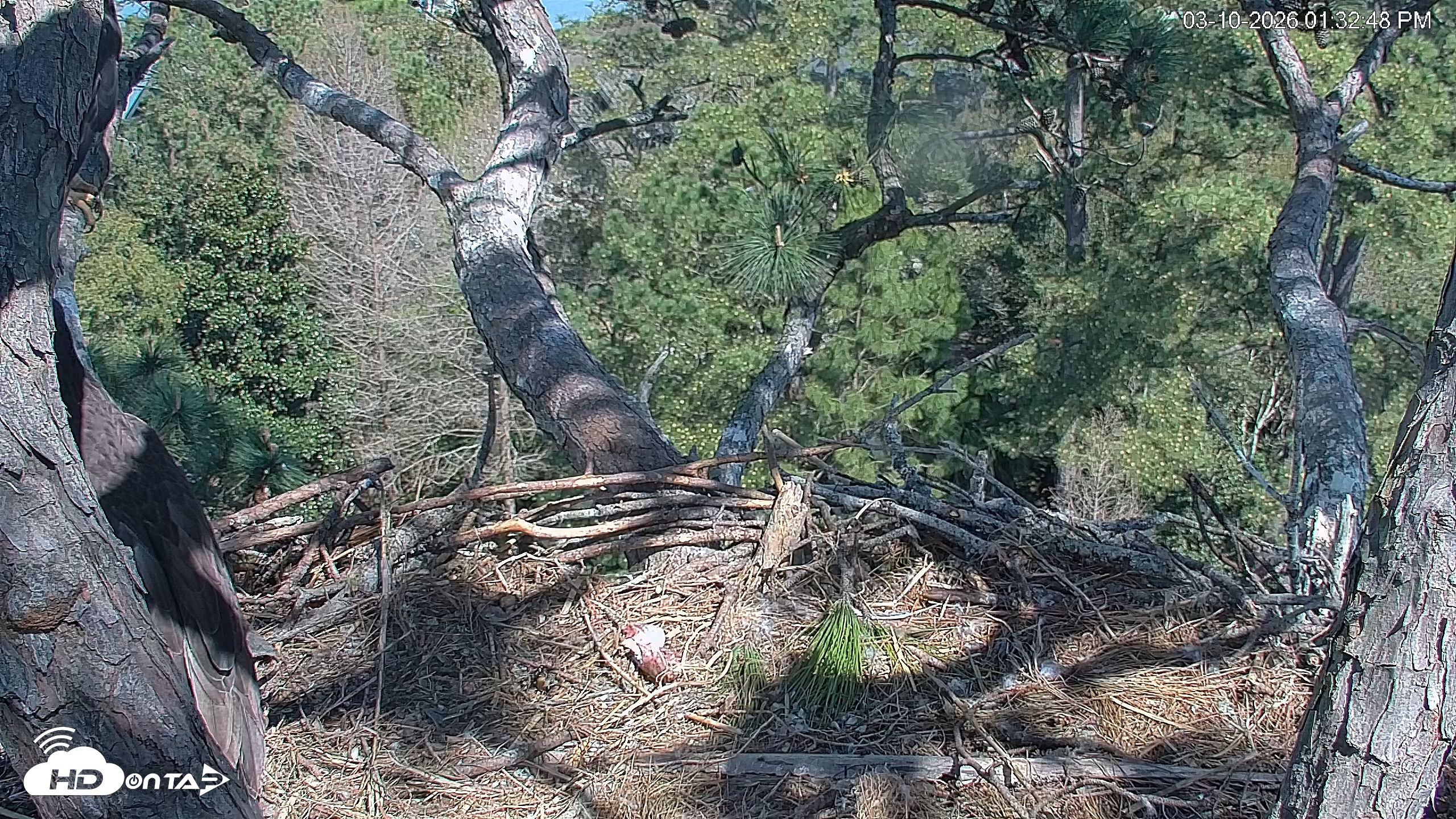 Snapshot of Hilton Head Island Eagles Live Webcam taken Mar 10, 2026, 1:33pm EDT