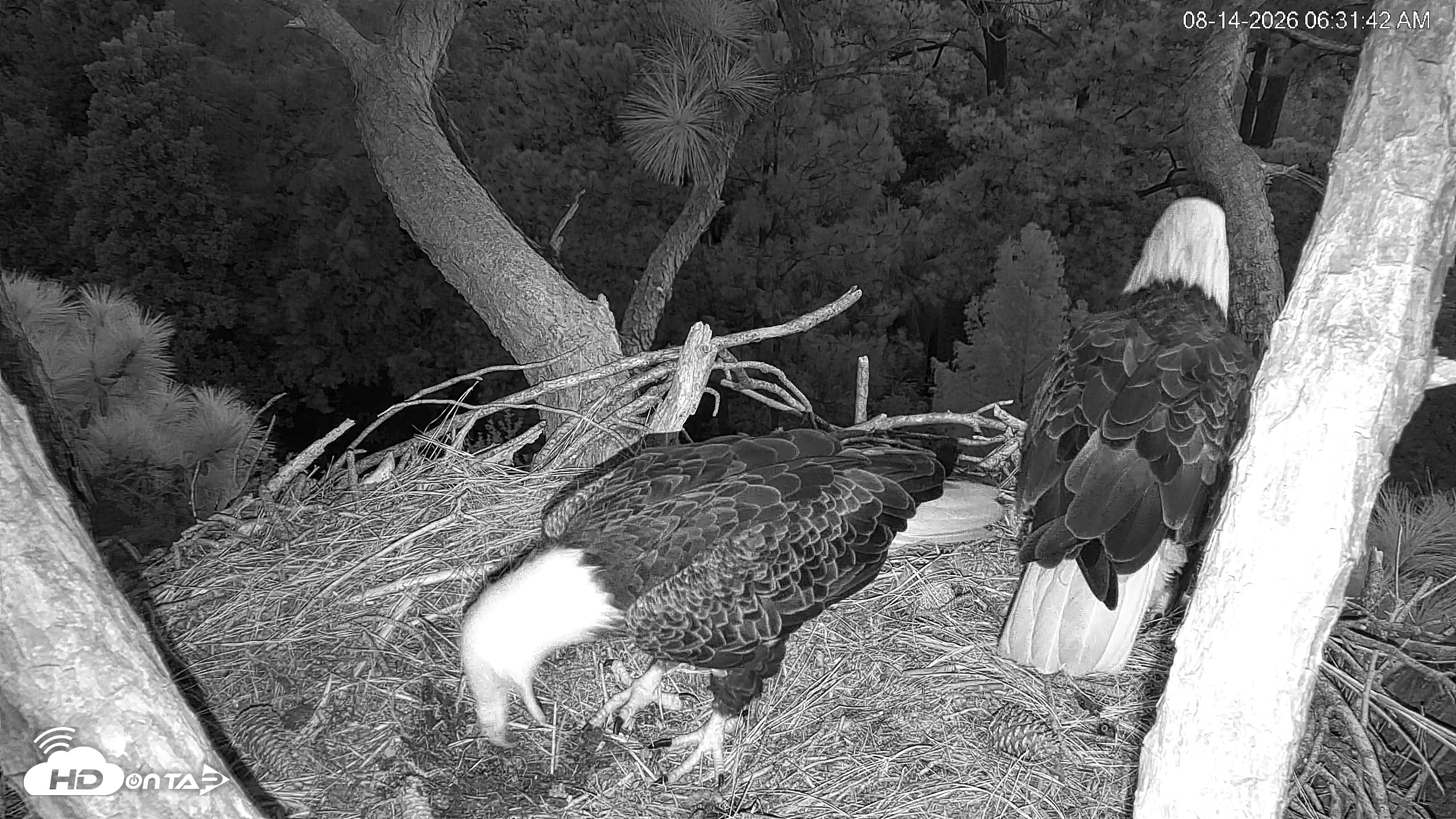 Snapshot of Hilton Head Island Eagles Live Webcam taken Aug 14, 2026, 6:32am EDT
