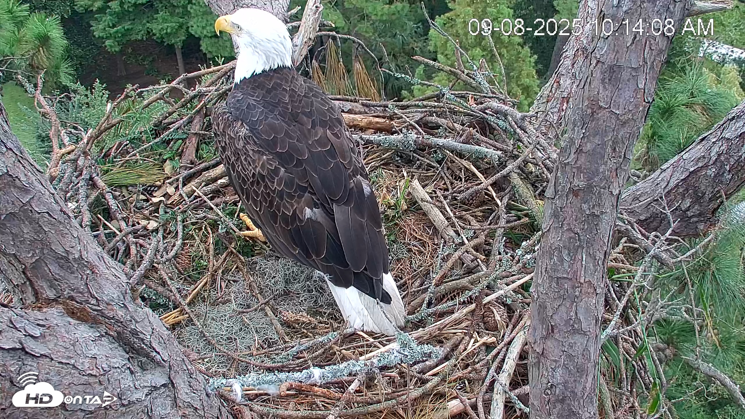 Snapshot of Hilton Head Island Eagles Live Webcam taken Sep 8, 2025, 10:14am EDT