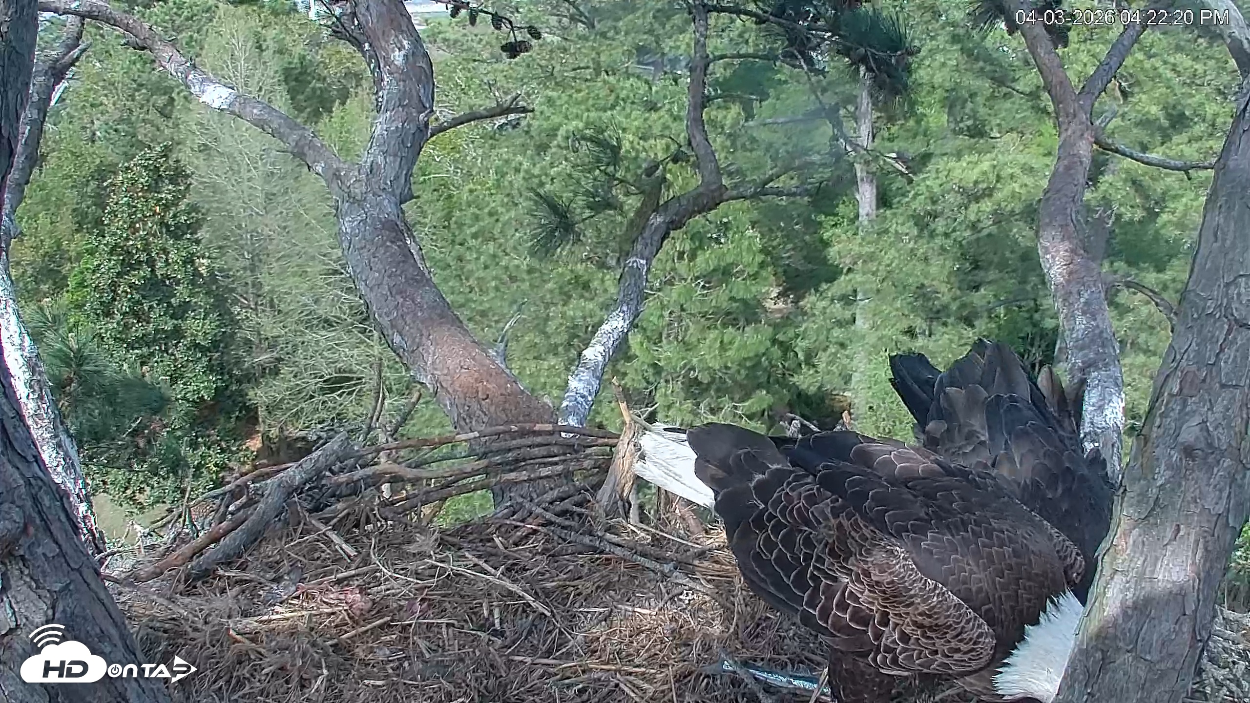 Snapshot of Hilton Head Island Eagles Live Webcam taken Apr 3, 2026, 4:22pm EDT