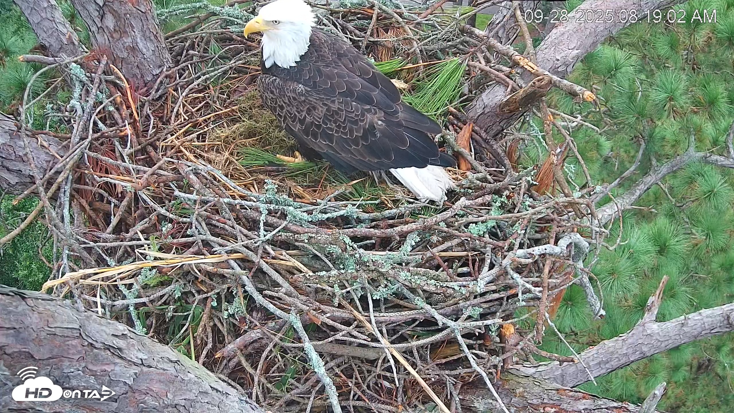 Snapshot of Hilton Head Island Eagles Live Webcam taken Sep 28, 2025, 8:19am EDT