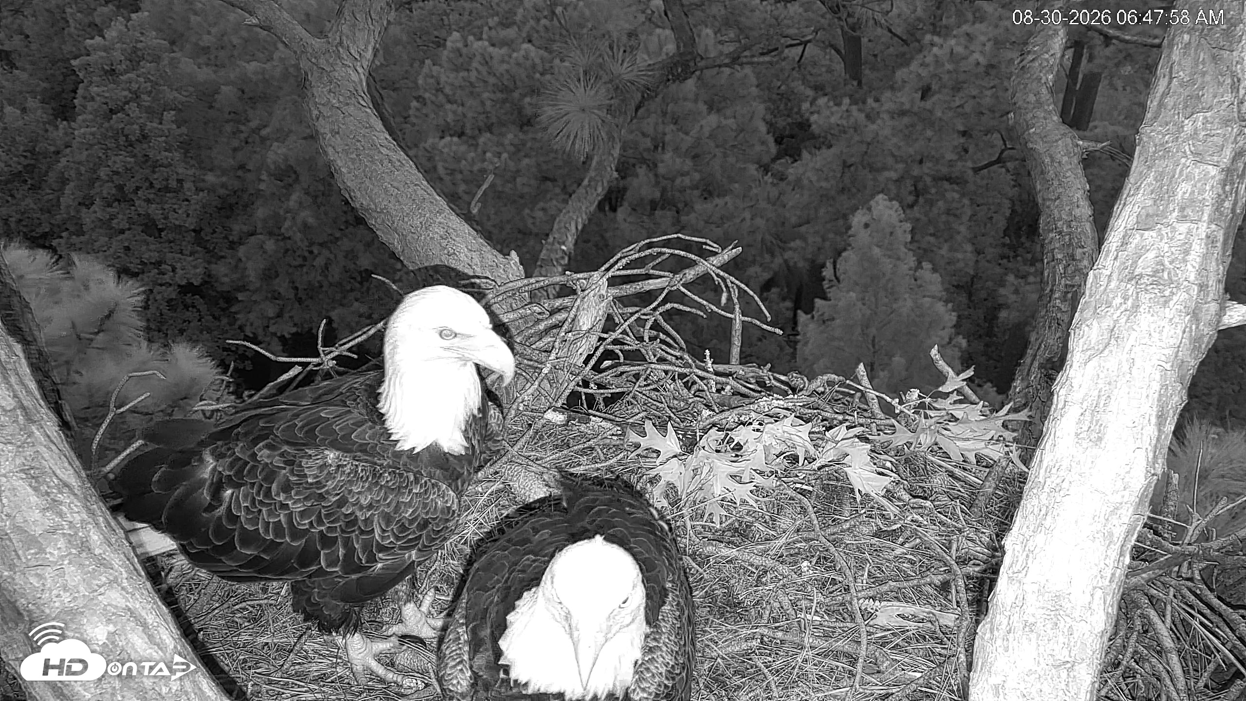 Snapshot of Hilton Head Island Eagles Live Webcam taken Aug 30, 2026, 6:48am EDT