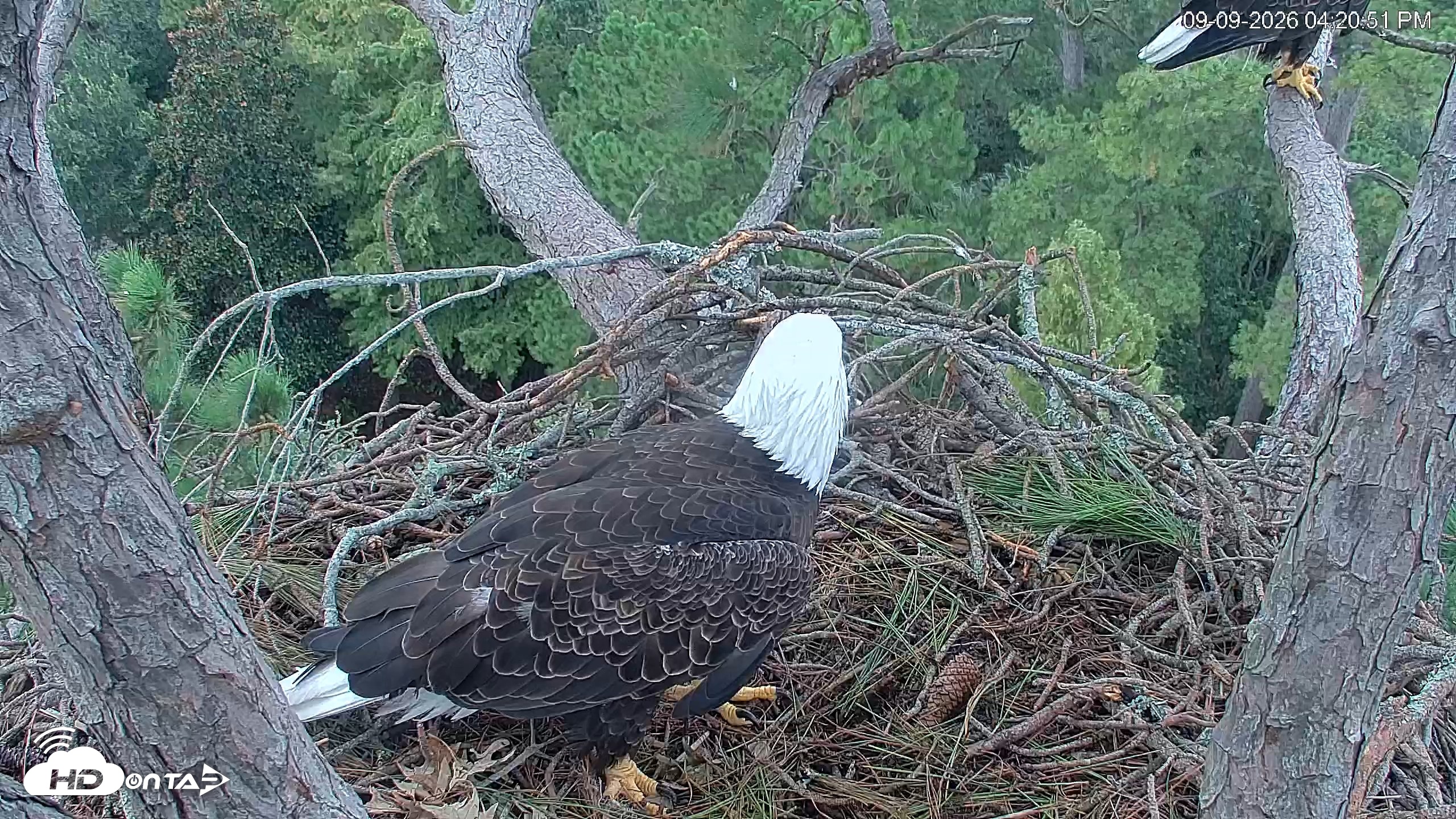 Snapshot of Hilton Head Island Eagles Live Webcam taken Sep 9, 2026, 4:21pm EDT