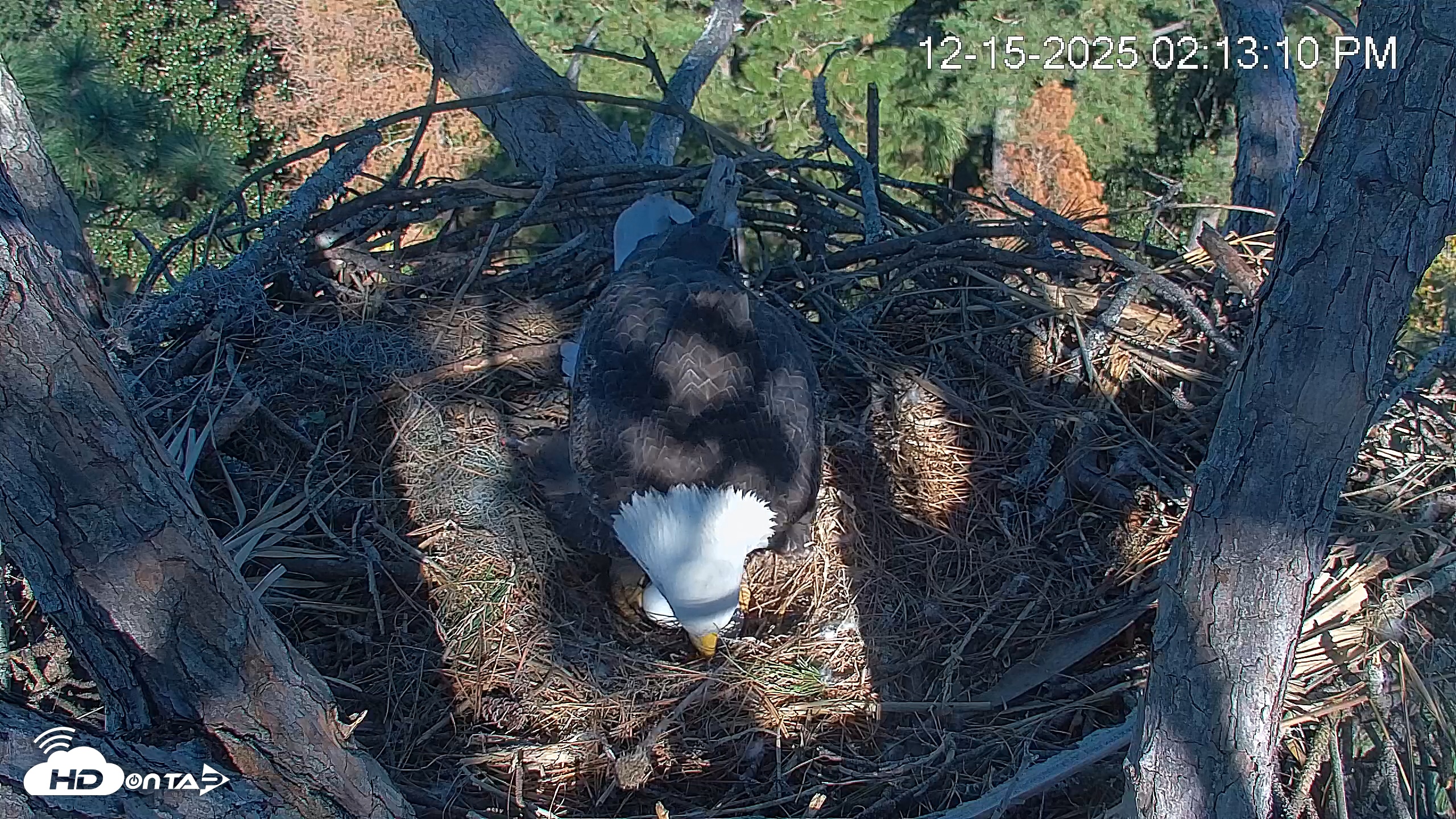 Snapshot of Hilton Head Island Eagles Live Webcam taken Dec 15, 2025, 2:13pm EST