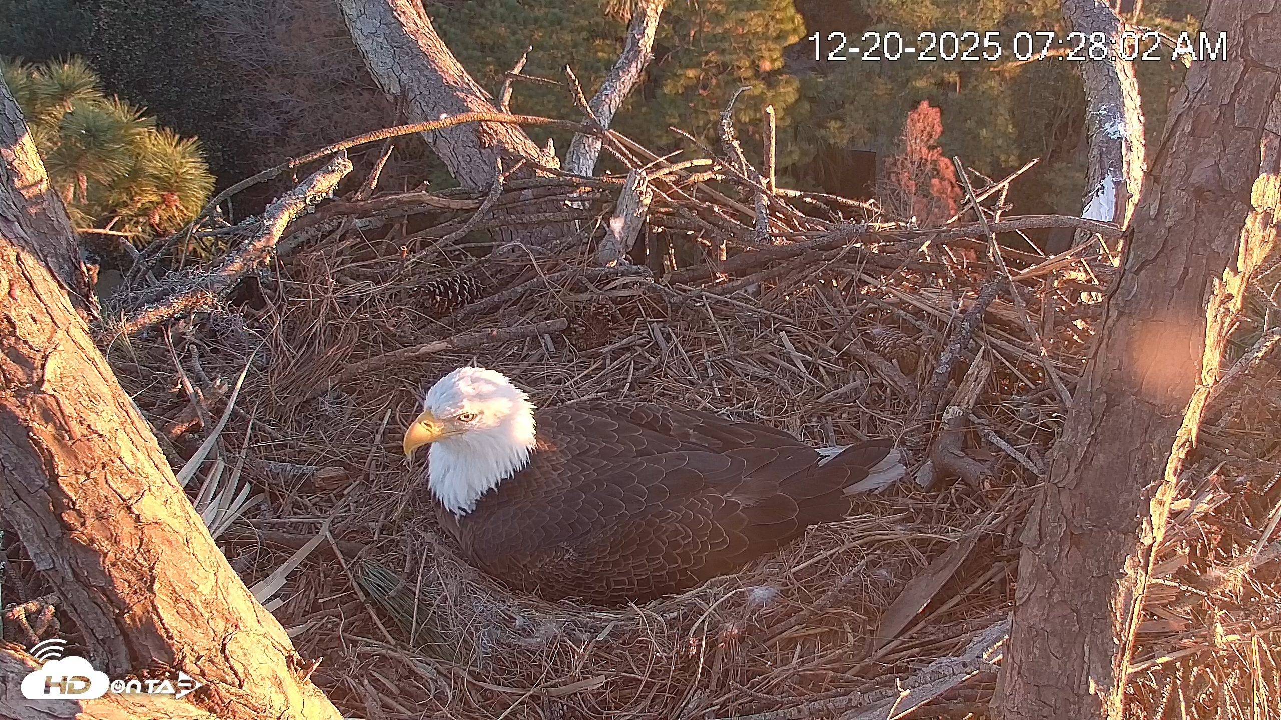Snapshot of Hilton Head Island Eagles Live Webcam taken Dec 20, 2025, 7:28am EST