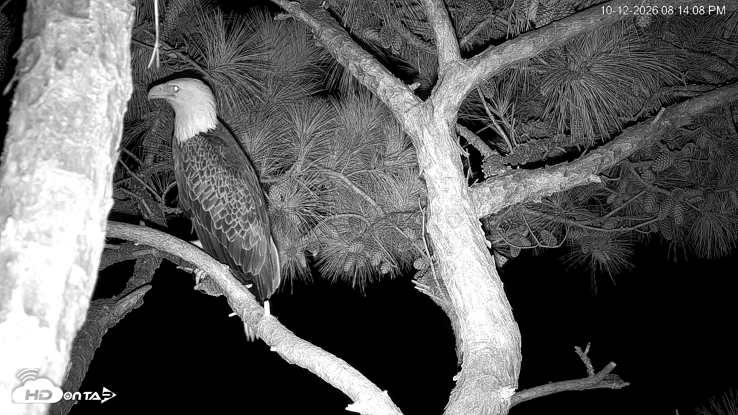 Snapshot of Hilton Head Island Eagles Live Webcam taken Oct 12, 2026, 8:14pm EDT