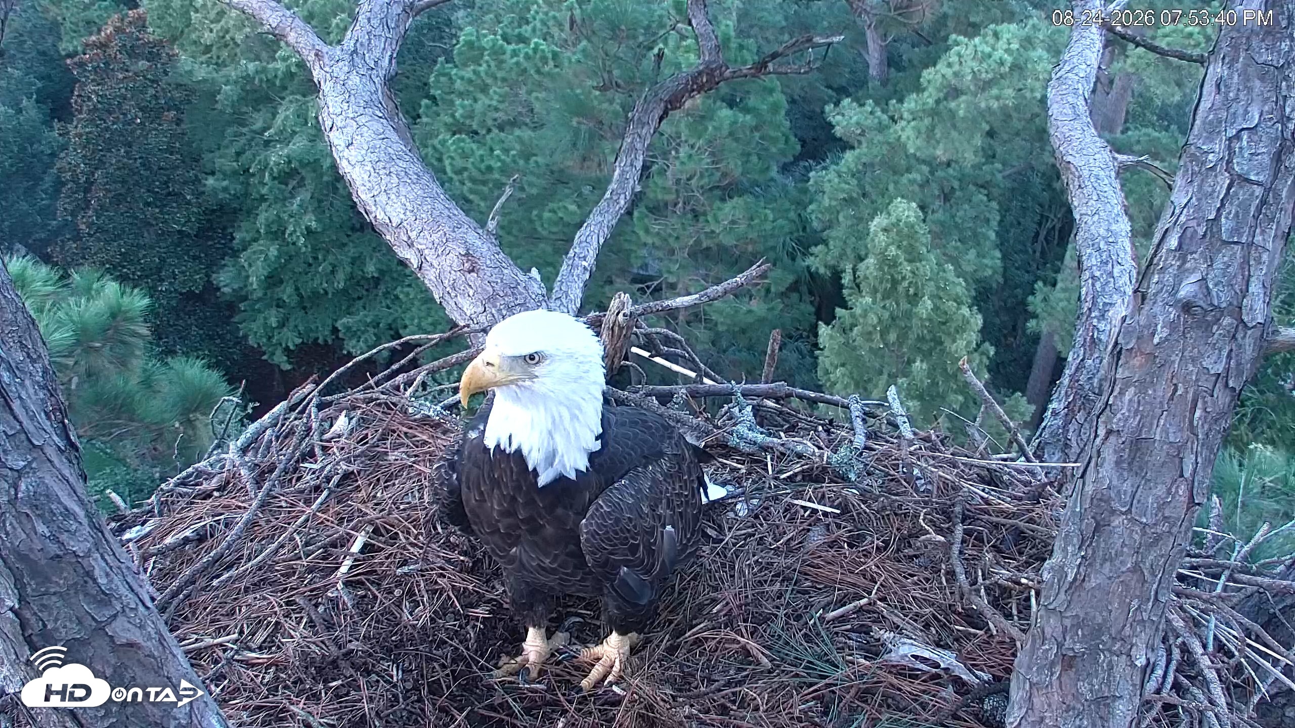 Snapshot of Hilton Head Island Eagles Live Webcam taken Aug 24, 2026, 7:54pm EDT