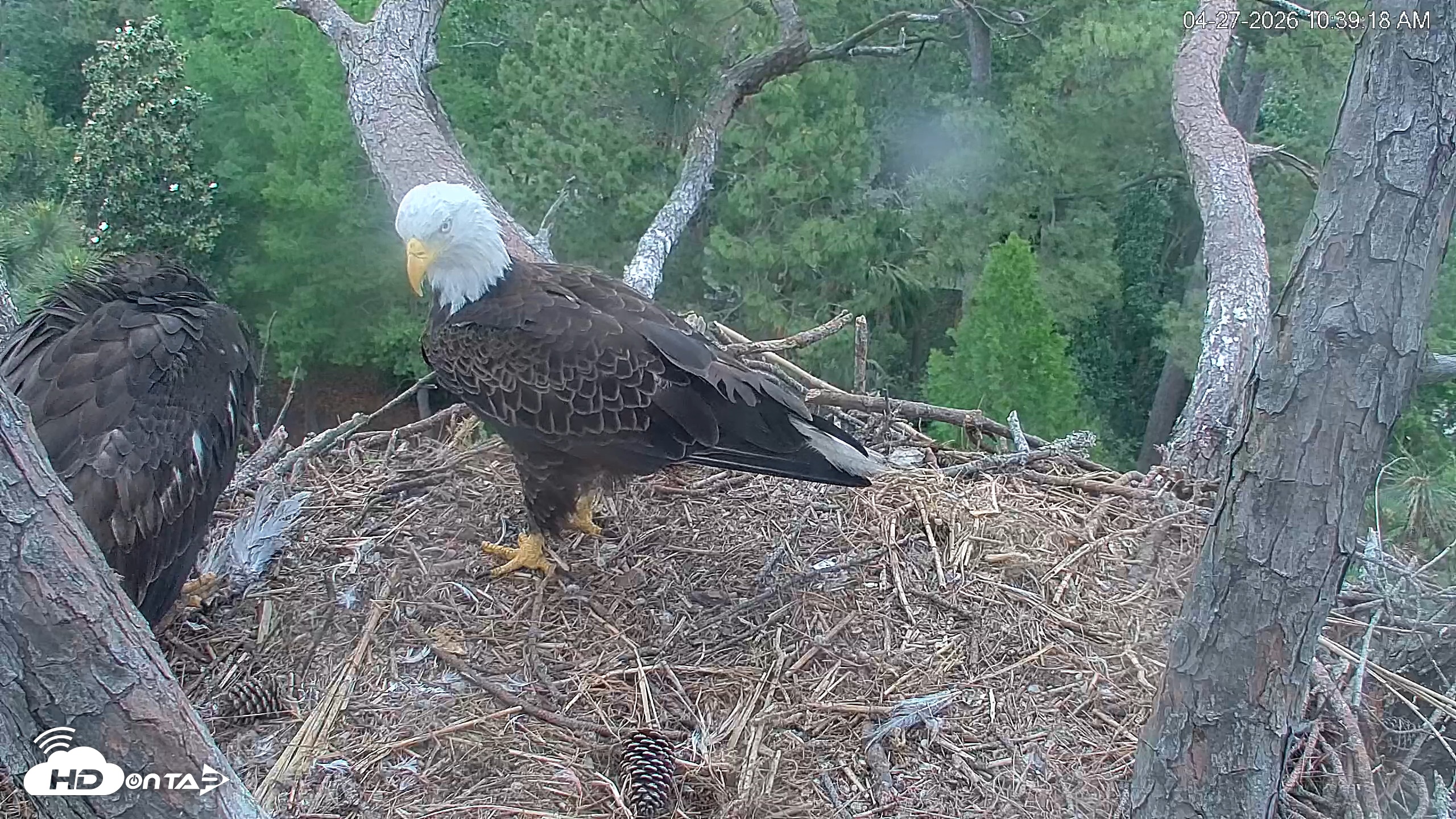 Snapshot of Hilton Head Island Eagles Live Webcam taken Apr 27, 2026, 10:40am EDT