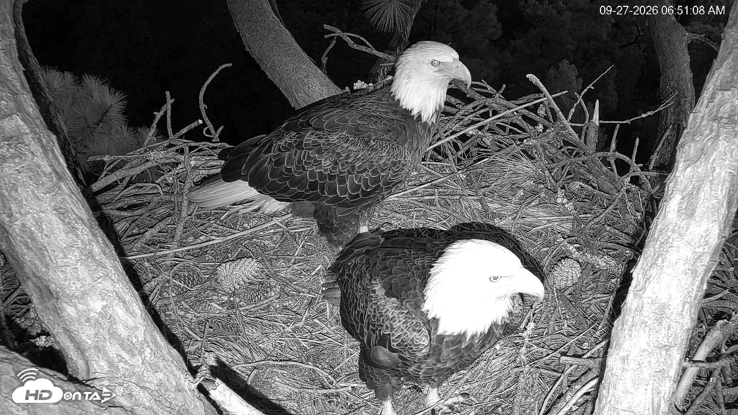 Snapshot of Hilton Head Island Eagles Live Webcam taken Sep 27, 2026, 6:51am EDT