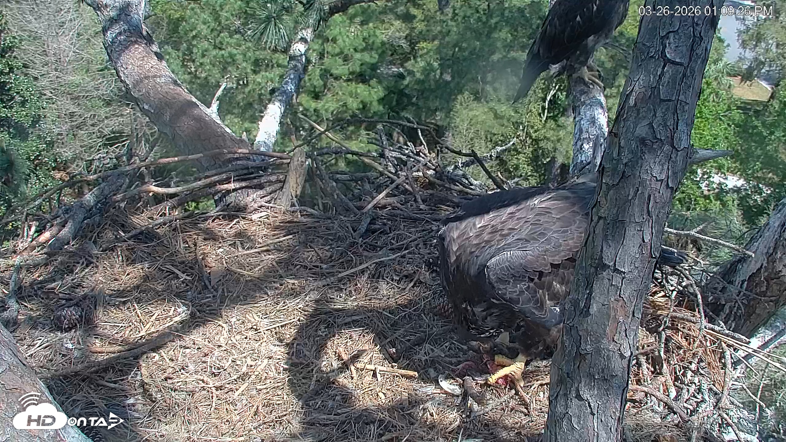 Snapshot of Hilton Head Island Eagles Live Webcam taken Mar 26, 2026, 1:09pm EDT