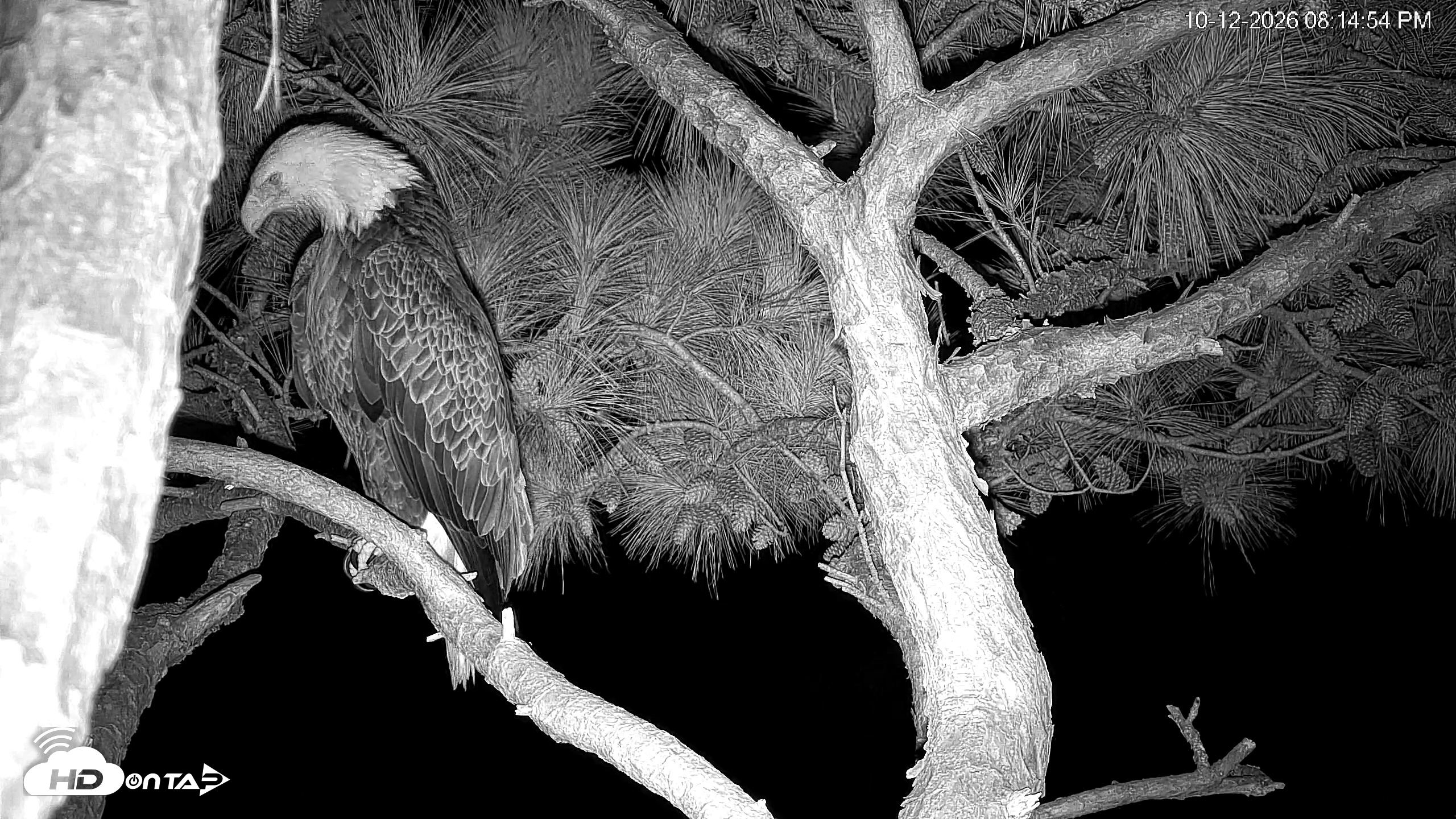 Snapshot of Hilton Head Island Eagles Live Webcam taken Oct 12, 2026, 8:15pm EDT