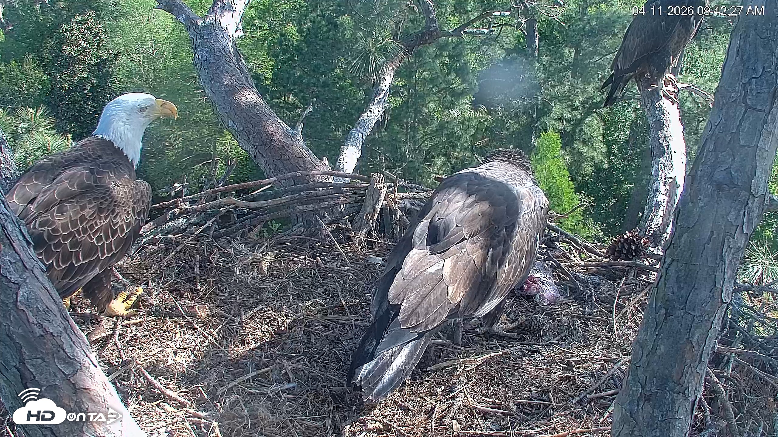 Snapshot of Hilton Head Island Eagles Live Webcam taken Apr 11, 2026, 9:43am EDT