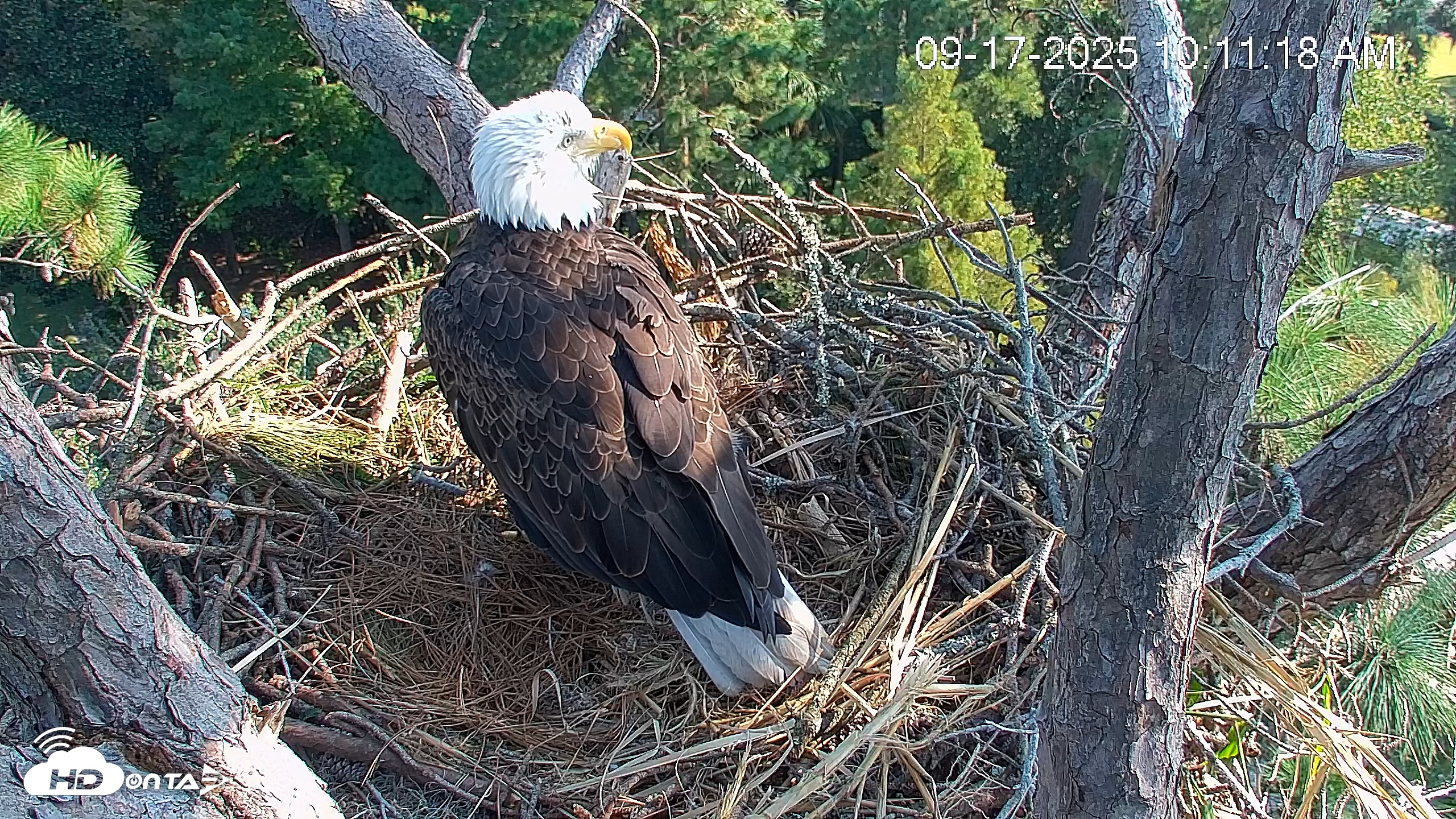 Snapshot of Hilton Head Island Eagles Live Webcam taken Sep 17, 2025, 10:11am EDT