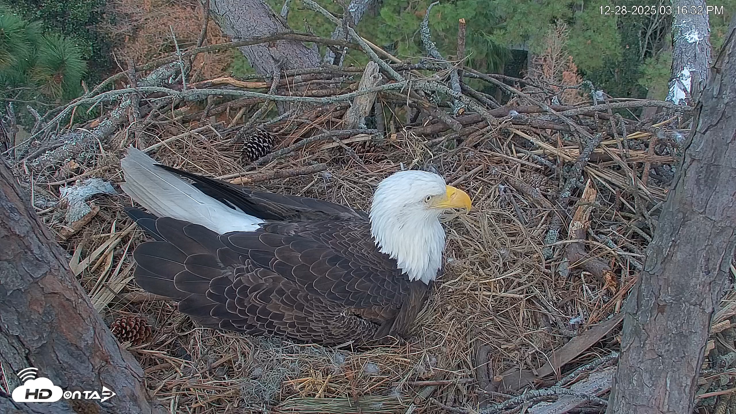 Snapshot of Hilton Head Island Eagles Live Webcam taken Dec 28, 2025, 3:17pm EST
