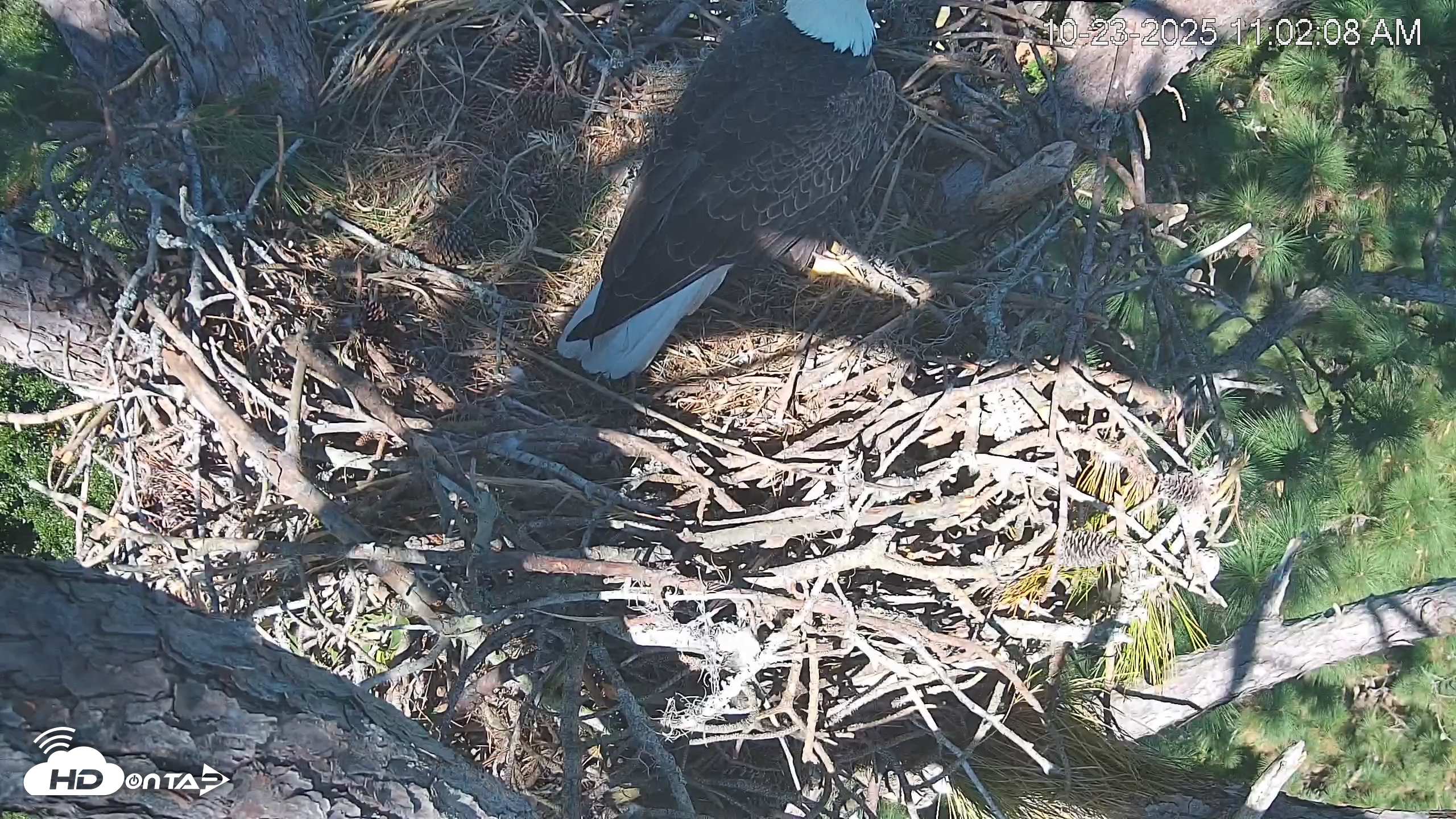 Snapshot of Hilton Head Island Eagles Live Webcam taken Oct 23, 2025, 11:03am EDT
