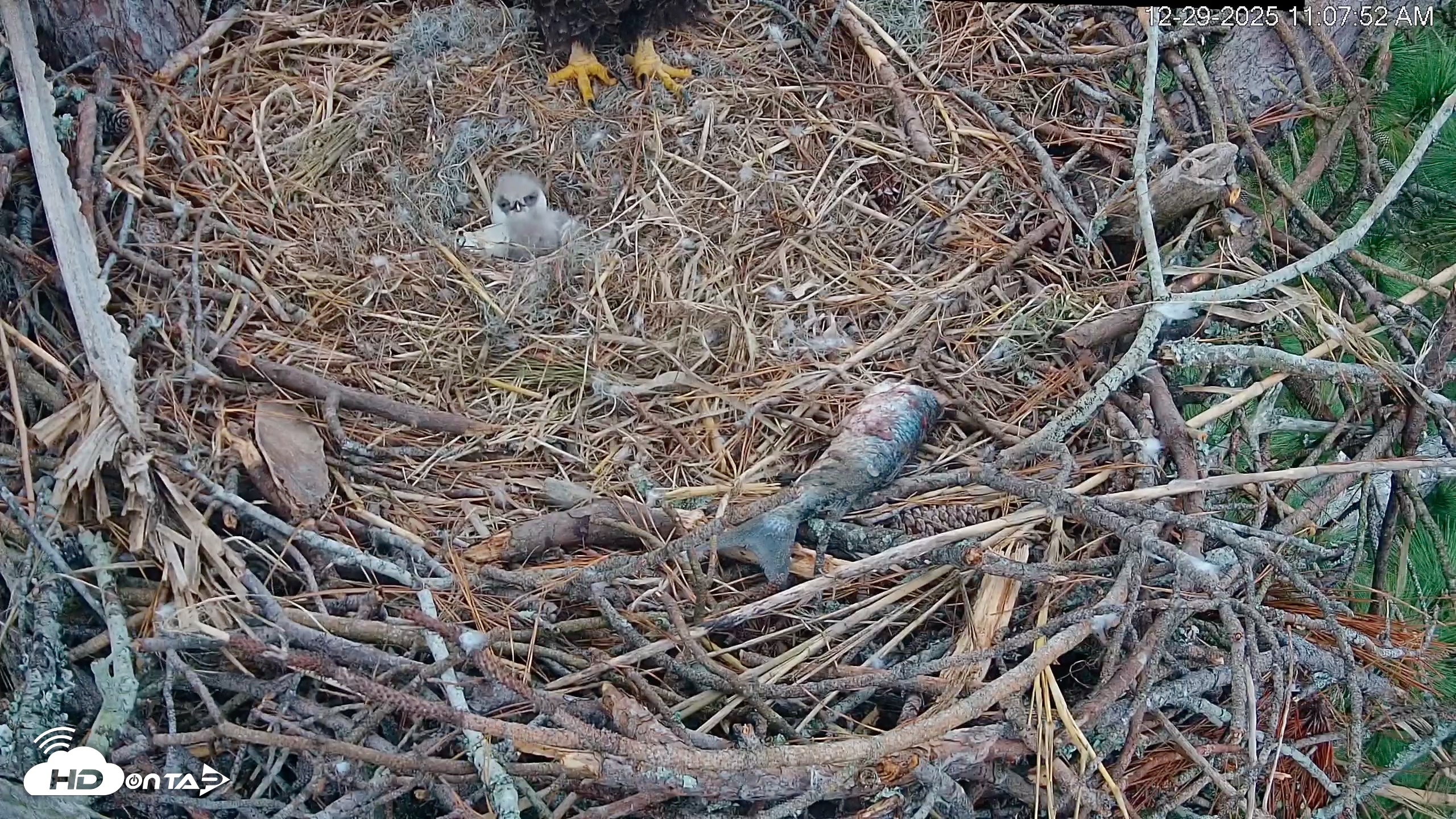 Snapshot of Hilton Head Island Eagles Live Webcam taken Dec 29, 2025, 11:08am EST