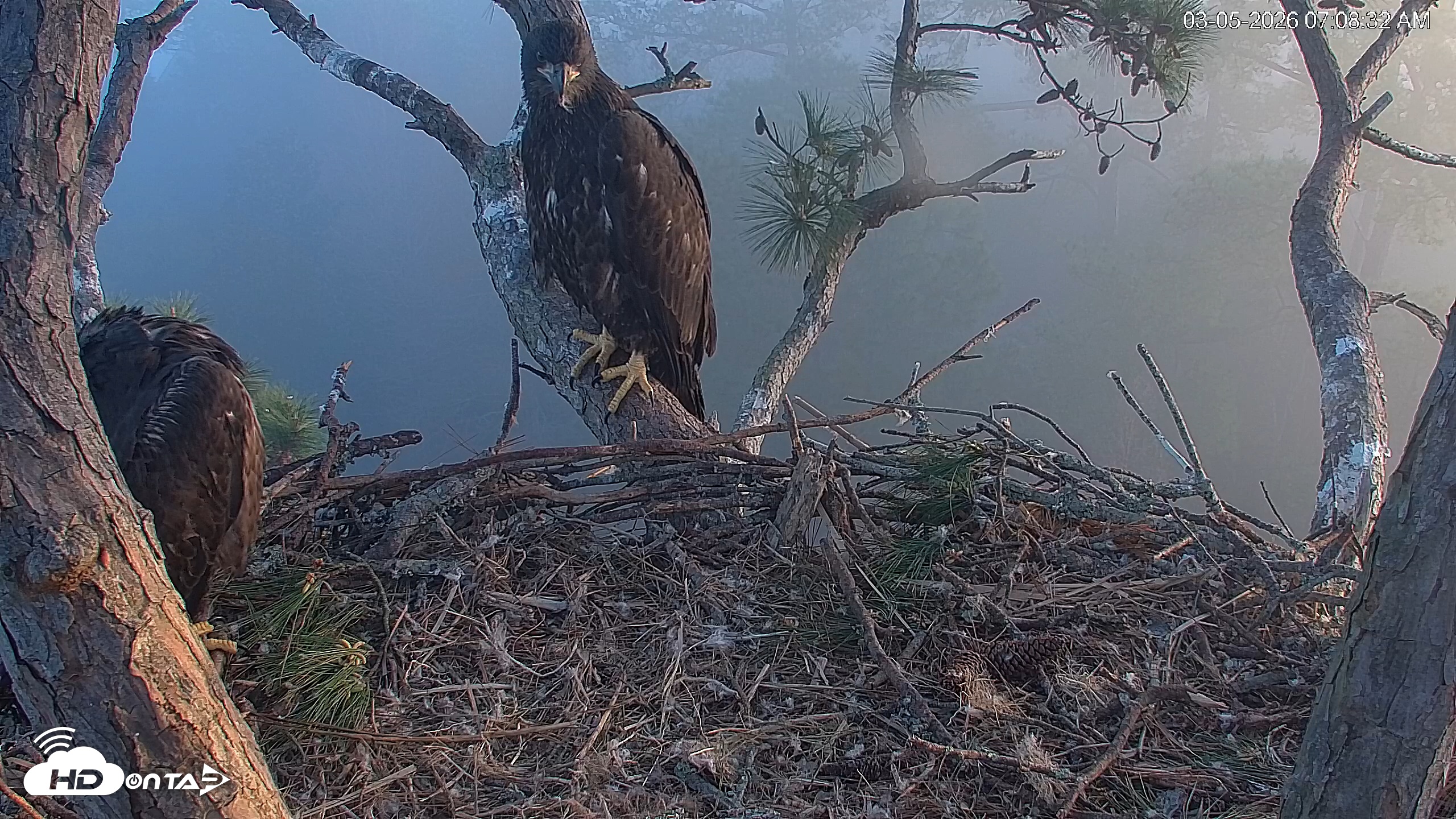 Snapshot of Hilton Head Island Eagles Live Webcam taken Mar 5, 2026, 7:08am EST