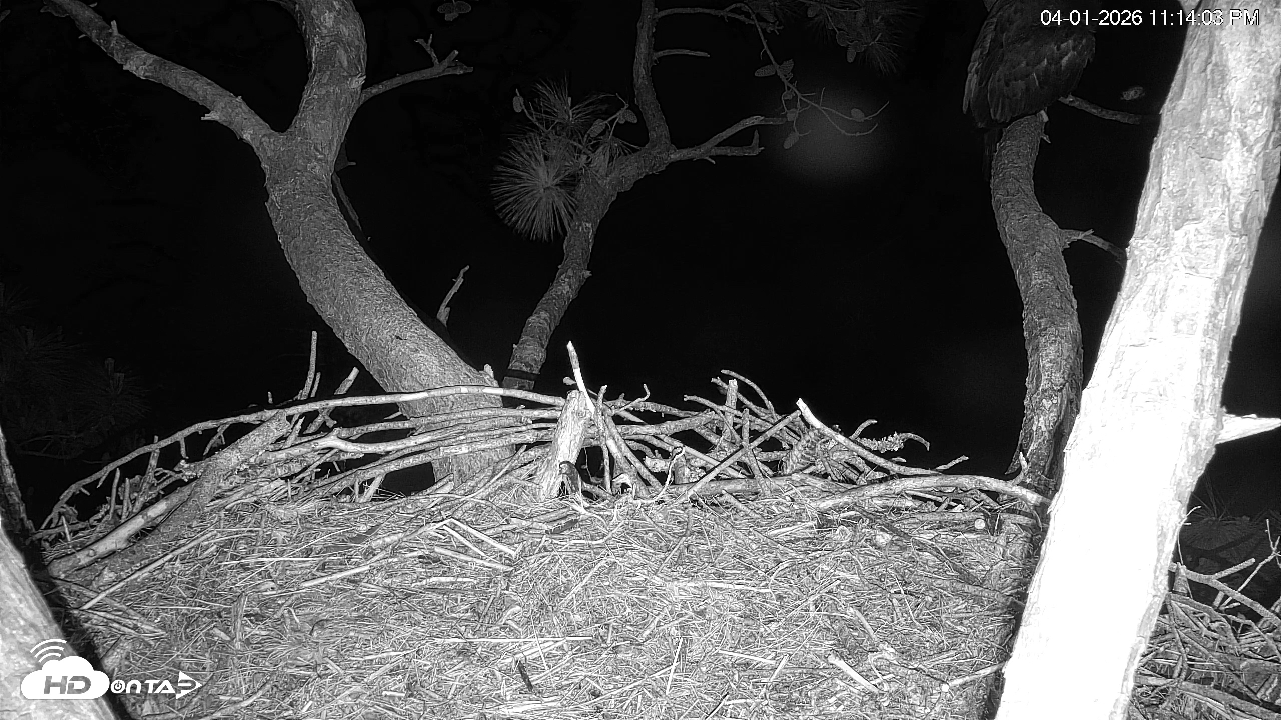 Snapshot of Hilton Head Island Eagles Live Webcam taken Apr 1, 2026, 11:14pm EDT