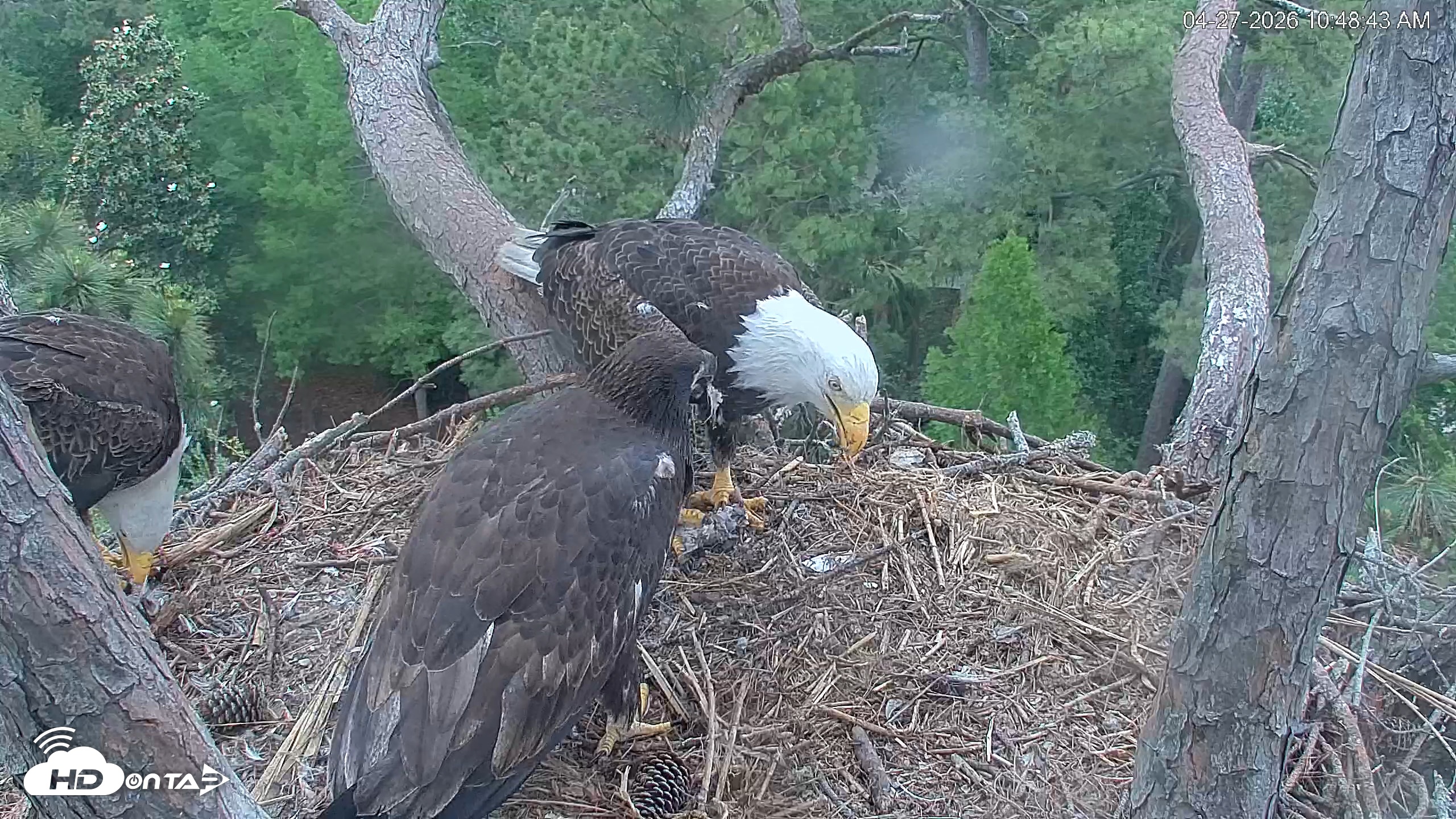 Snapshot of Hilton Head Island Eagles Live Webcam taken Apr 27, 2026, 10:49am EDT