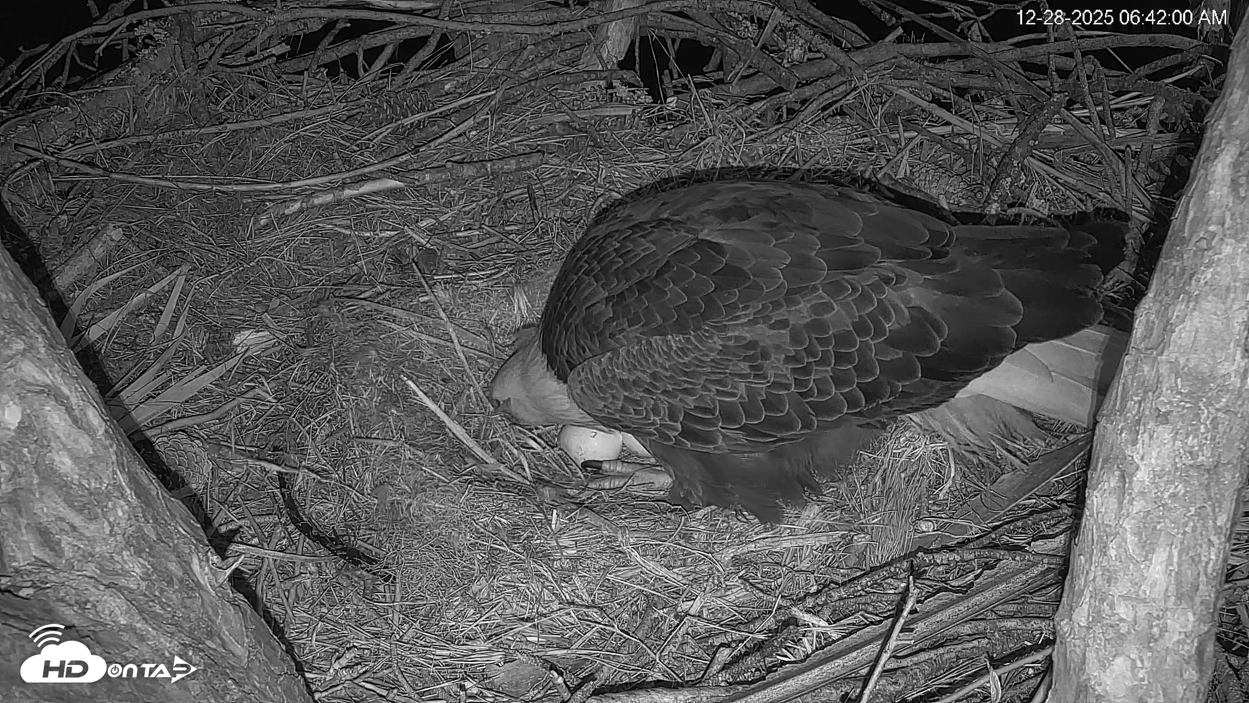Snapshot of Hilton Head Island Eagles Live Webcam taken Dec 28, 2025, 6:43am EST