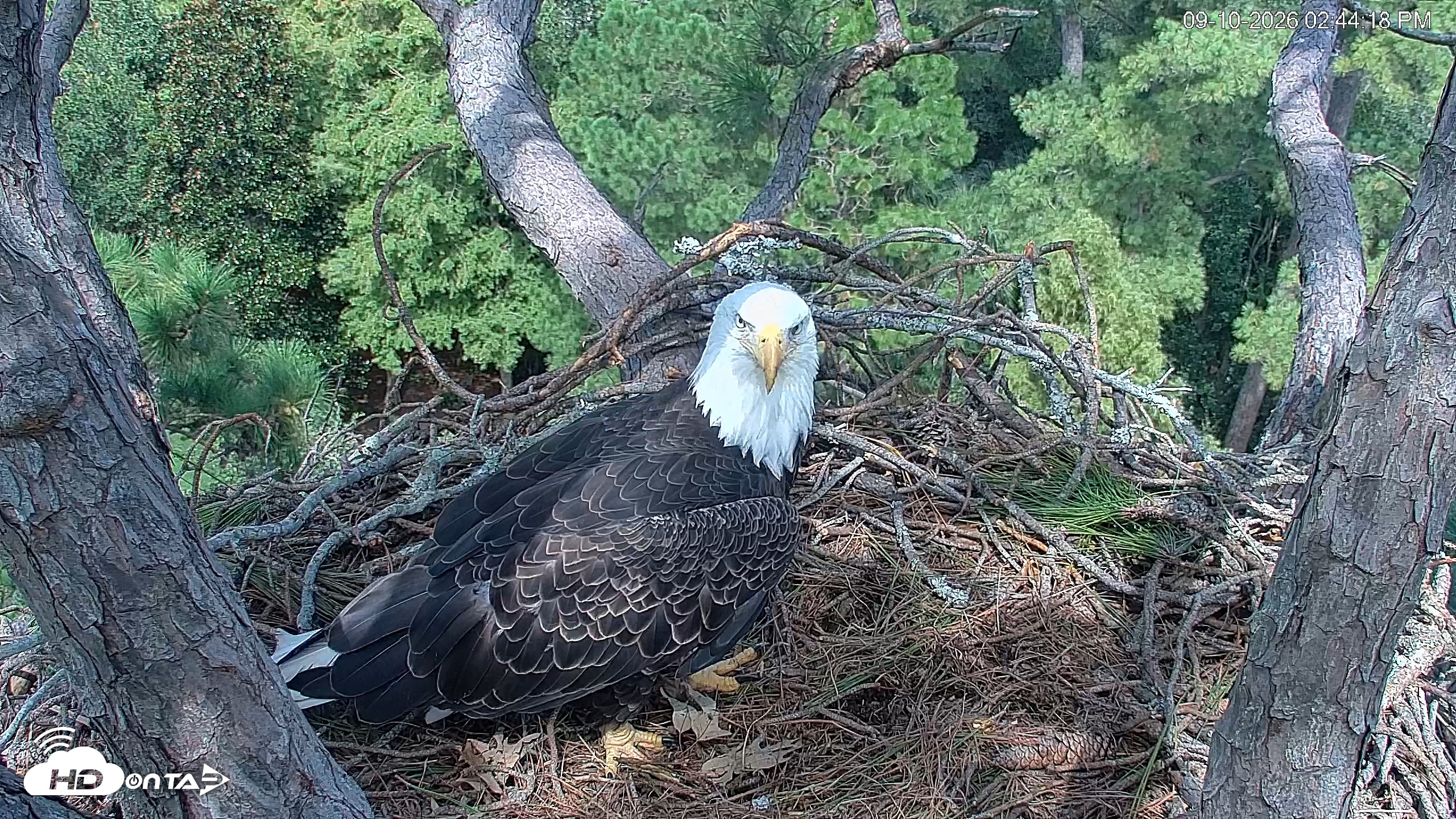 Snapshot of Hilton Head Island Eagles Live Webcam taken Sep 10, 2026, 2:45pm EDT