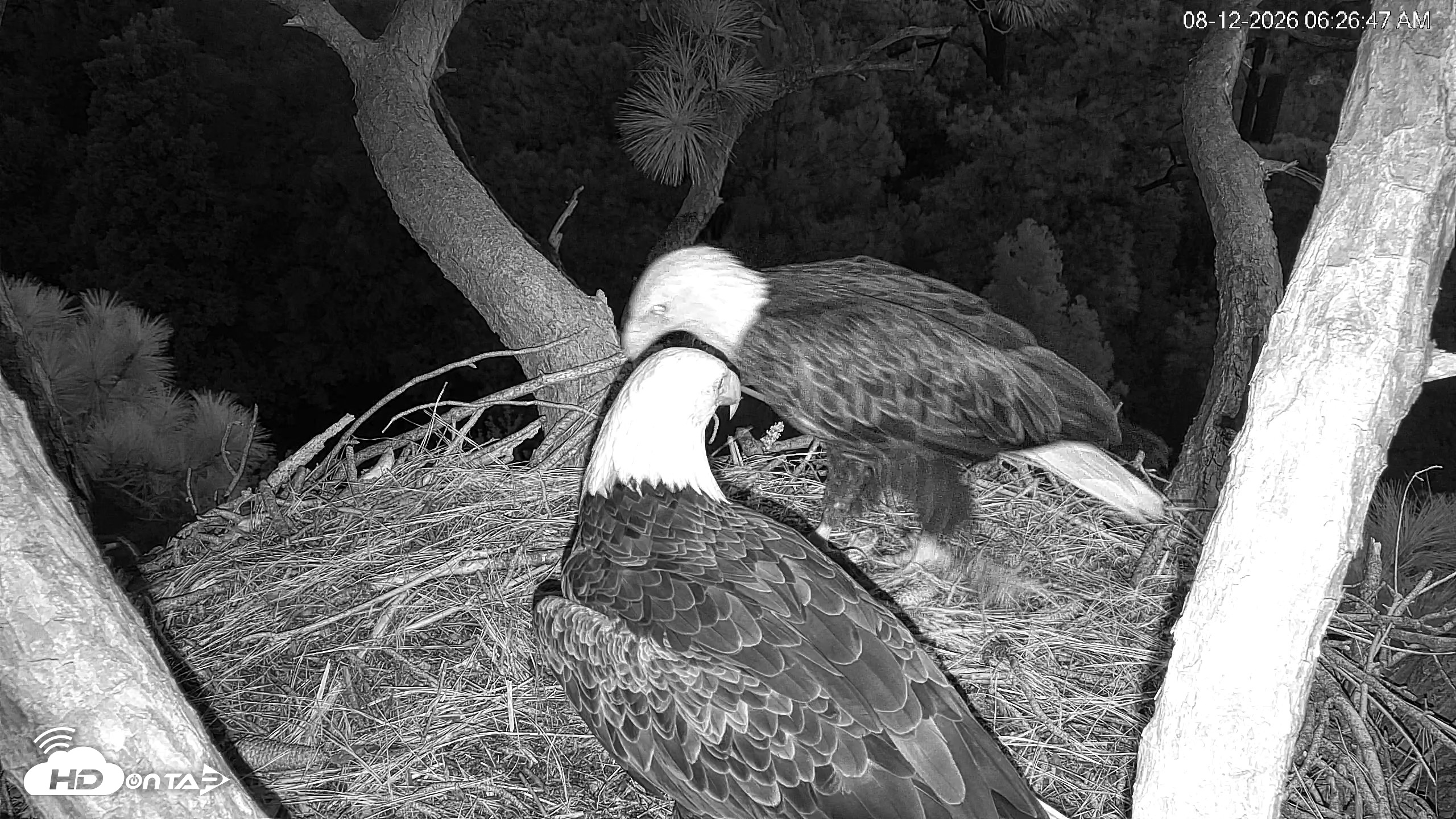 Snapshot of Hilton Head Island Eagles Live Webcam taken Aug 12, 2026, 6:27am EDT