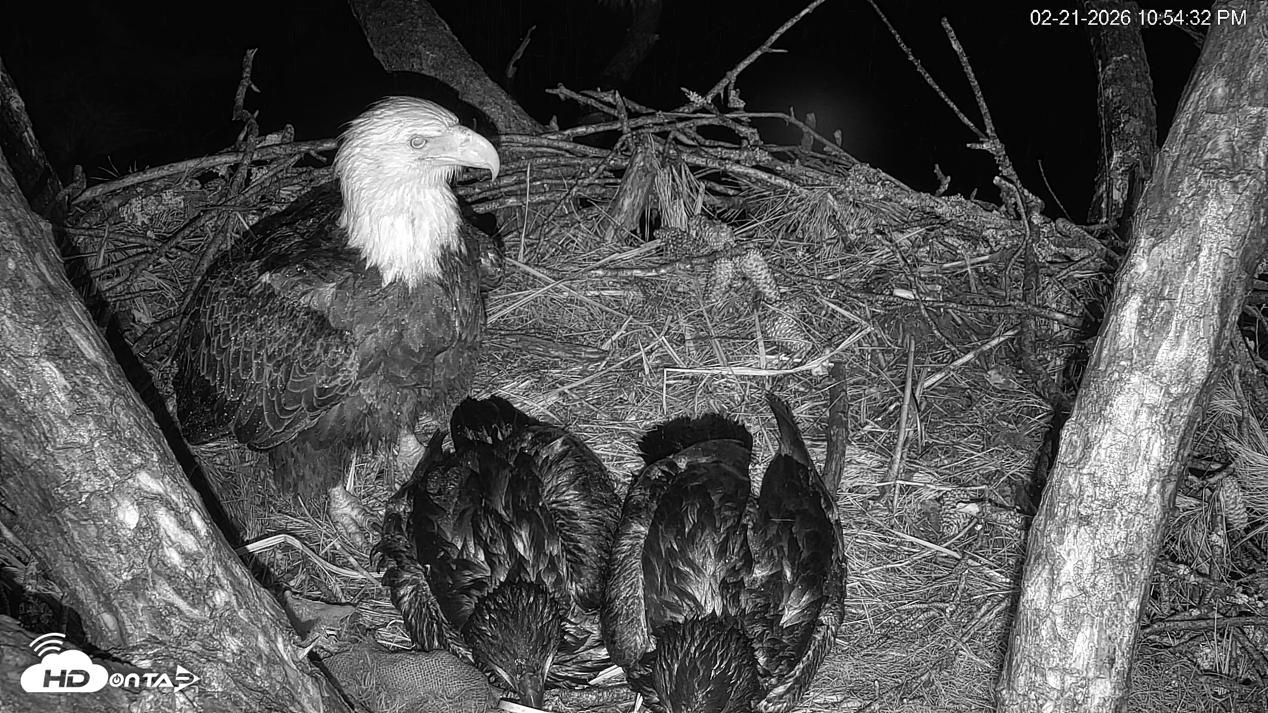 Snapshot of Hilton Head Island Eagles Live Webcam taken Feb 21, 2026, 10:55pm EST