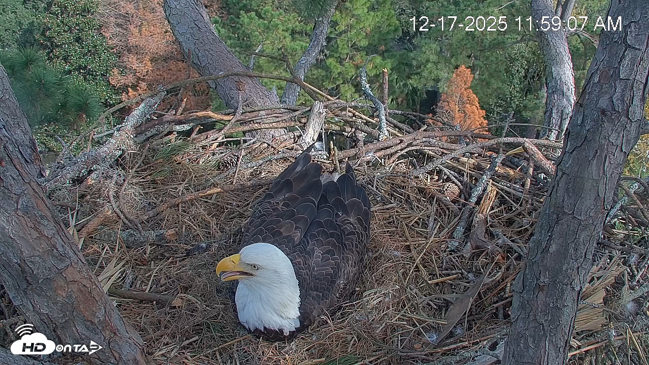 Snapshot of Hilton Head Island Eagles Live Webcam taken Dec 17, 2025, 11:59am EST