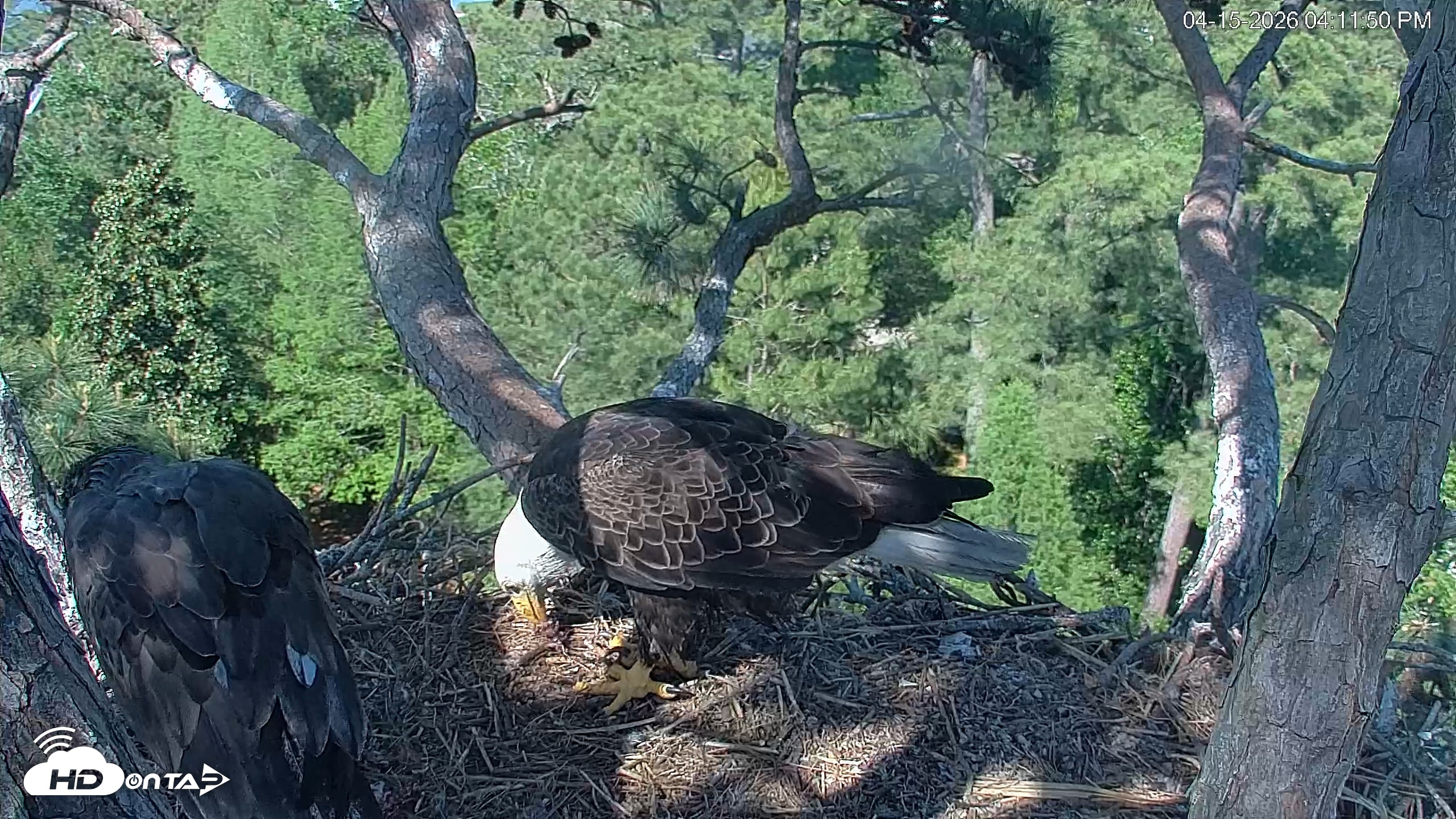 Snapshot of Hilton Head Island Eagles Live Webcam taken Apr 15, 2026, 4:12pm EDT