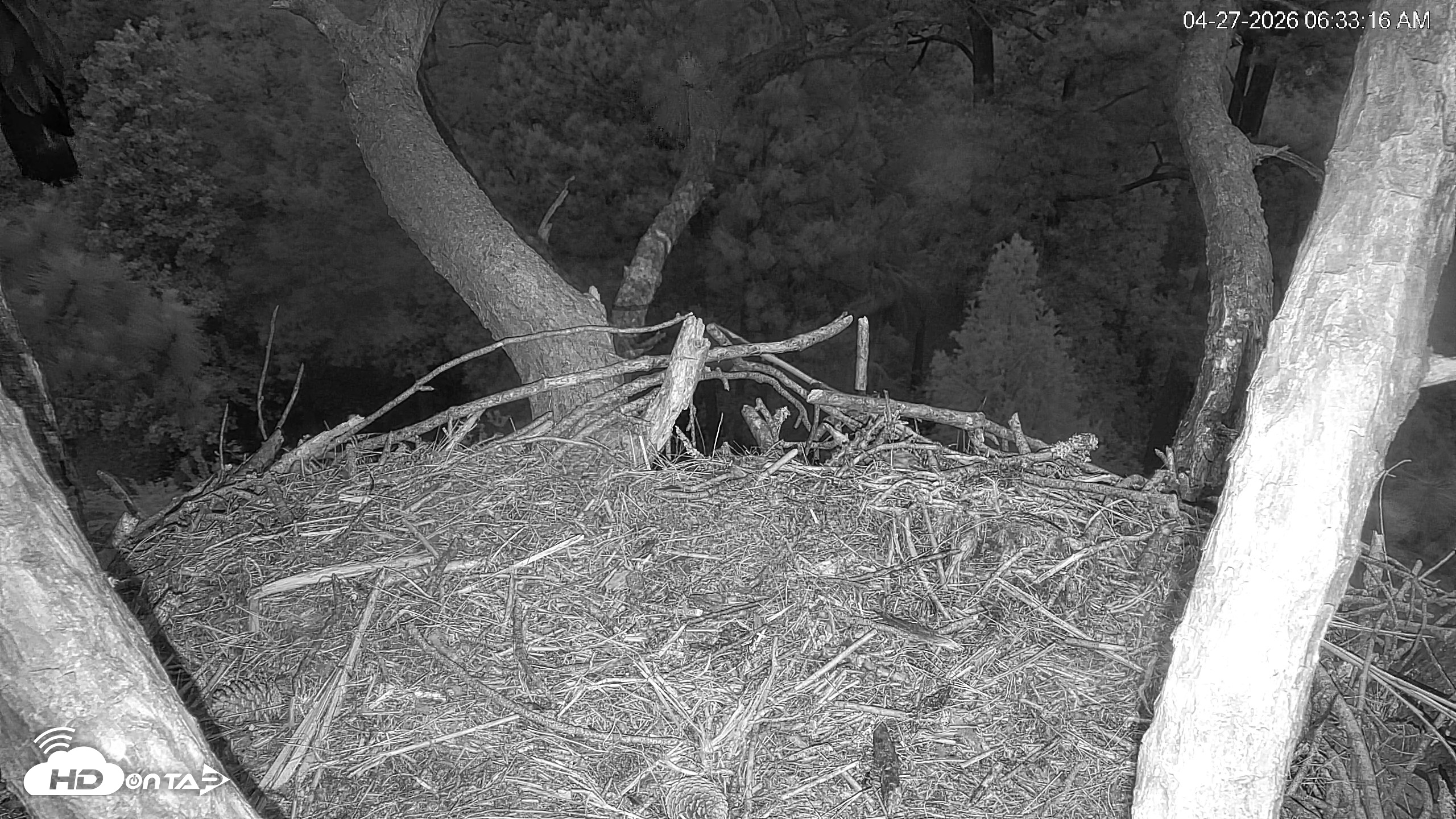 Snapshot of Hilton Head Island Eagles Live Webcam taken Apr 27, 2026, 6:33am EDT