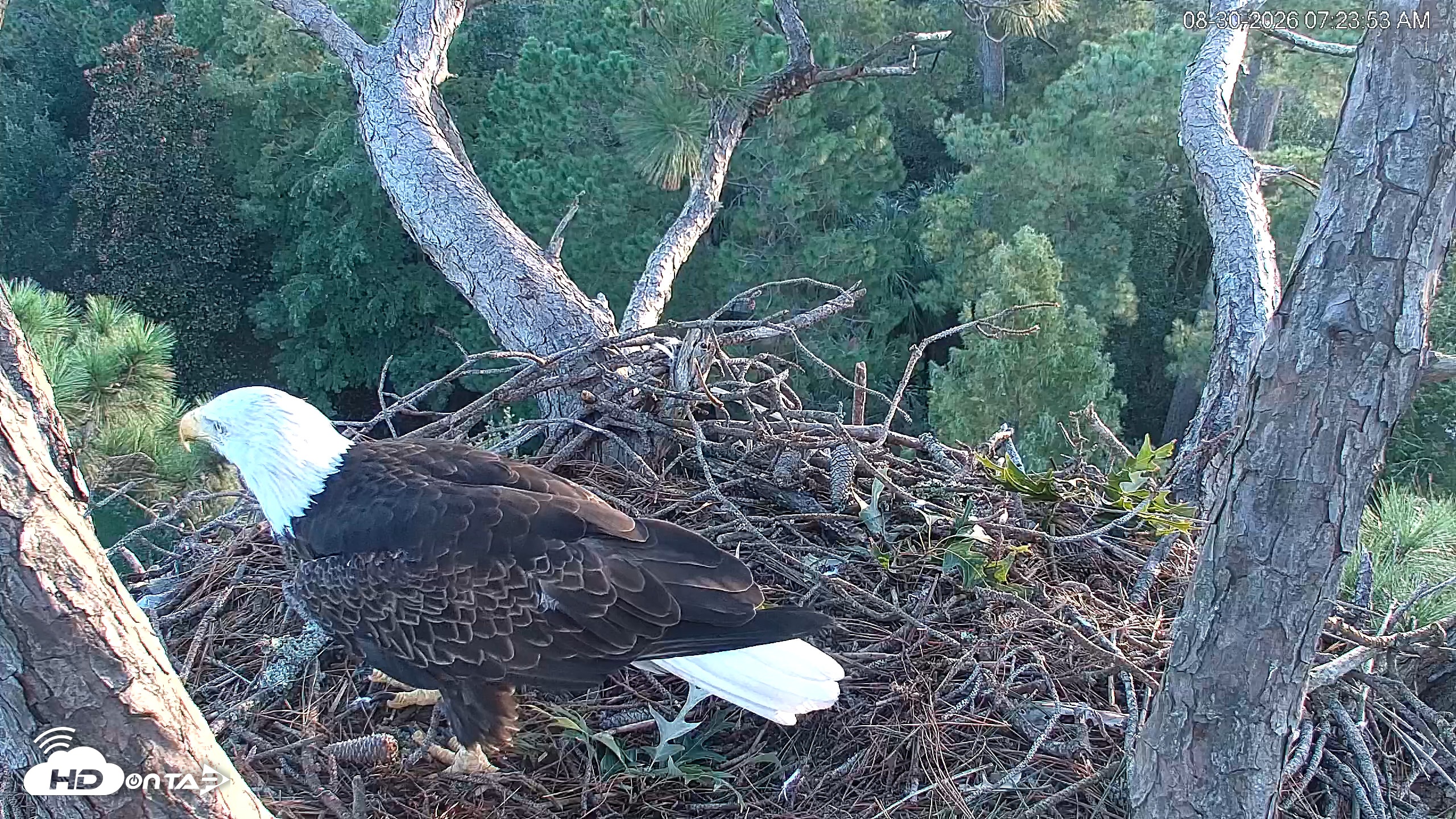 Snapshot of Hilton Head Island Eagles Live Webcam taken Aug 30, 2026, 7:24am EDT