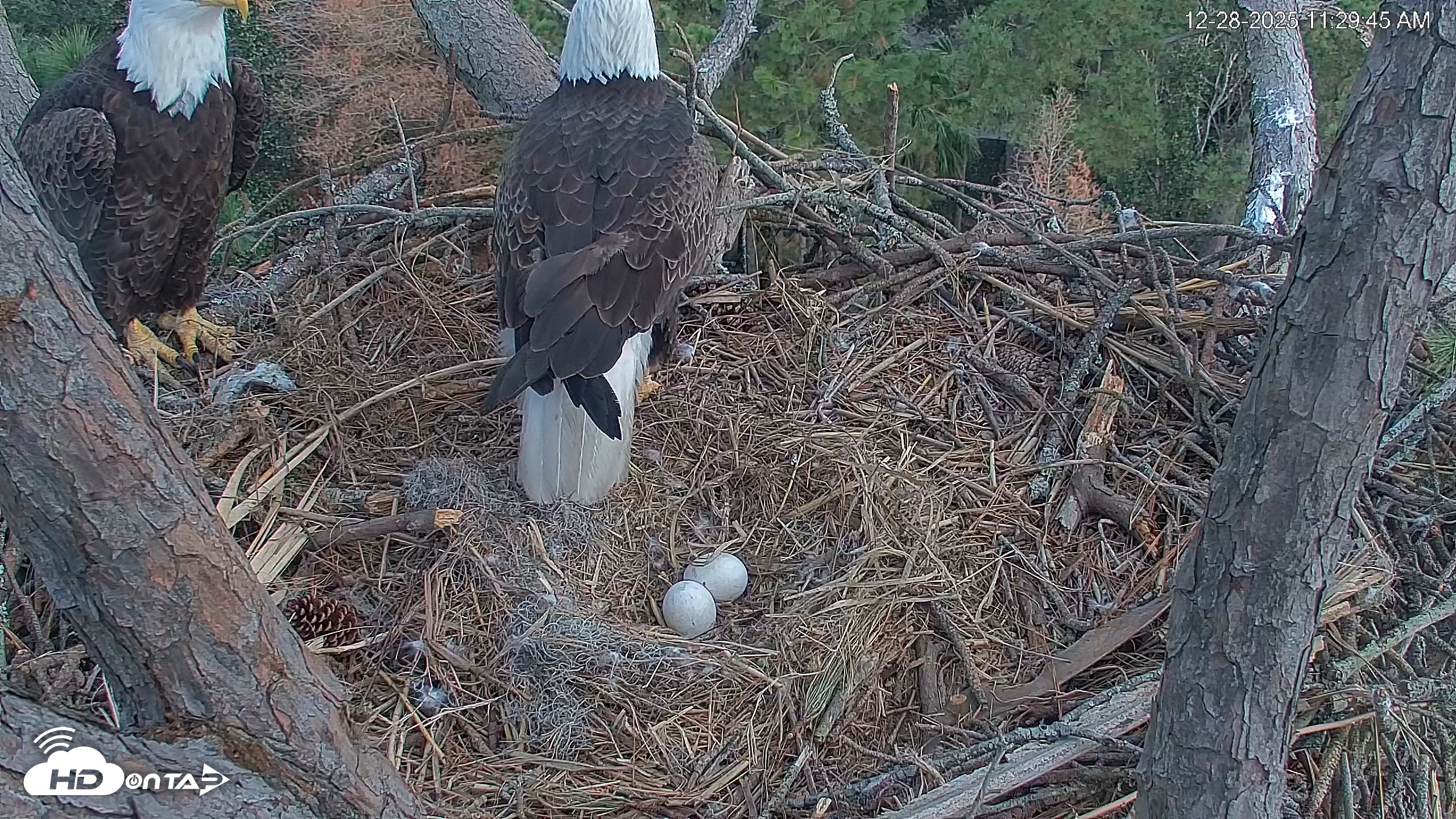 Snapshot of Hilton Head Island Eagles Live Webcam taken Dec 28, 2025, 11:30am EST