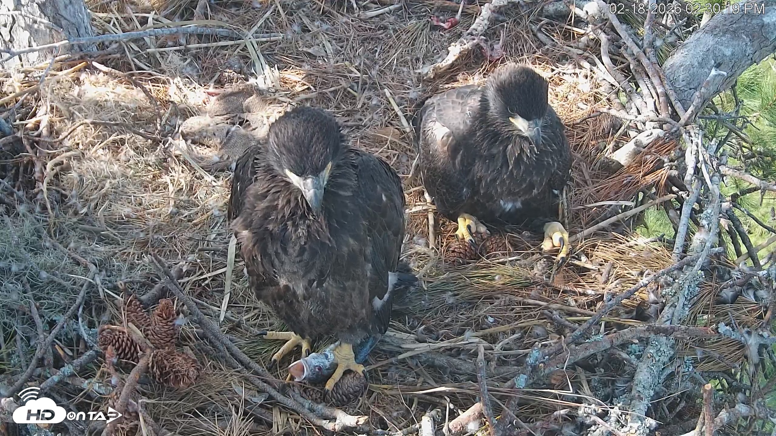 Snapshot of Hilton Head Island Eagles Live Webcam taken Feb 18, 2026, 2:31pm EST