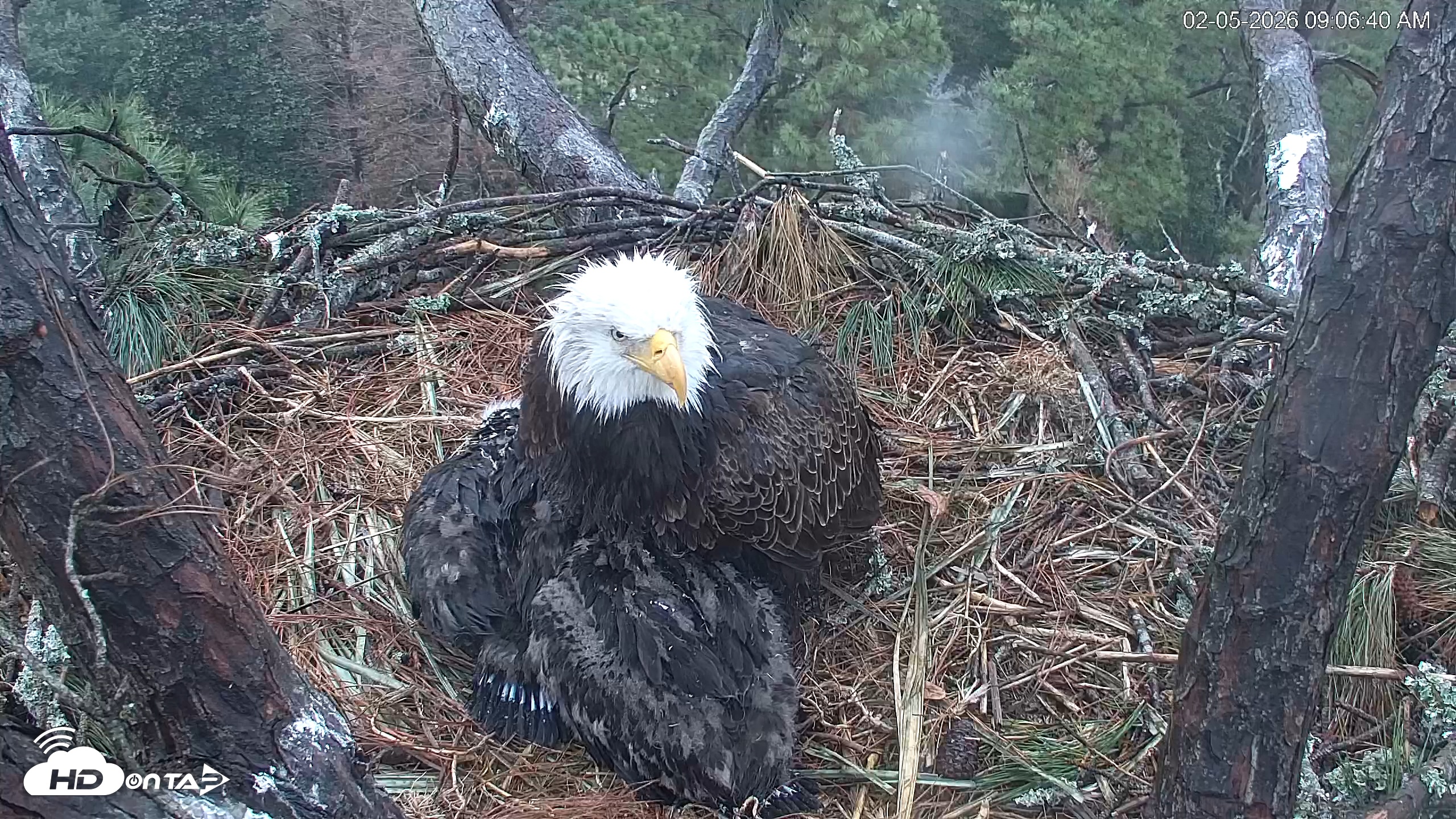 Snapshot of Hilton Head Island Eagles Live Webcam taken Feb 5, 2026, 9:07am EST