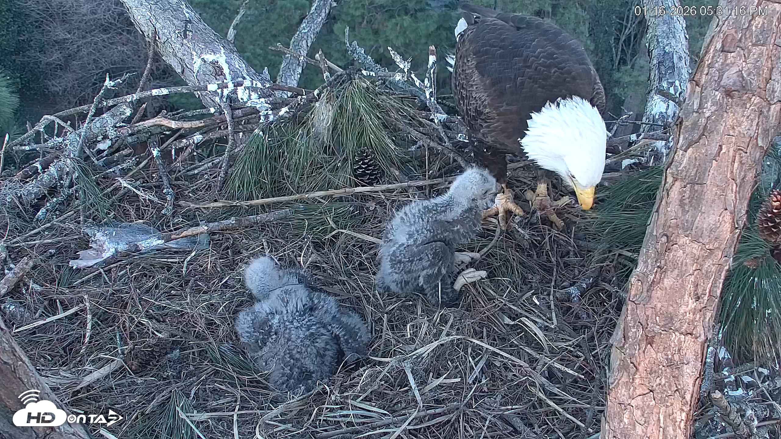 Snapshot of Hilton Head Island Eagles Live Webcam taken Jan 16, 2026, 5:31pm EST