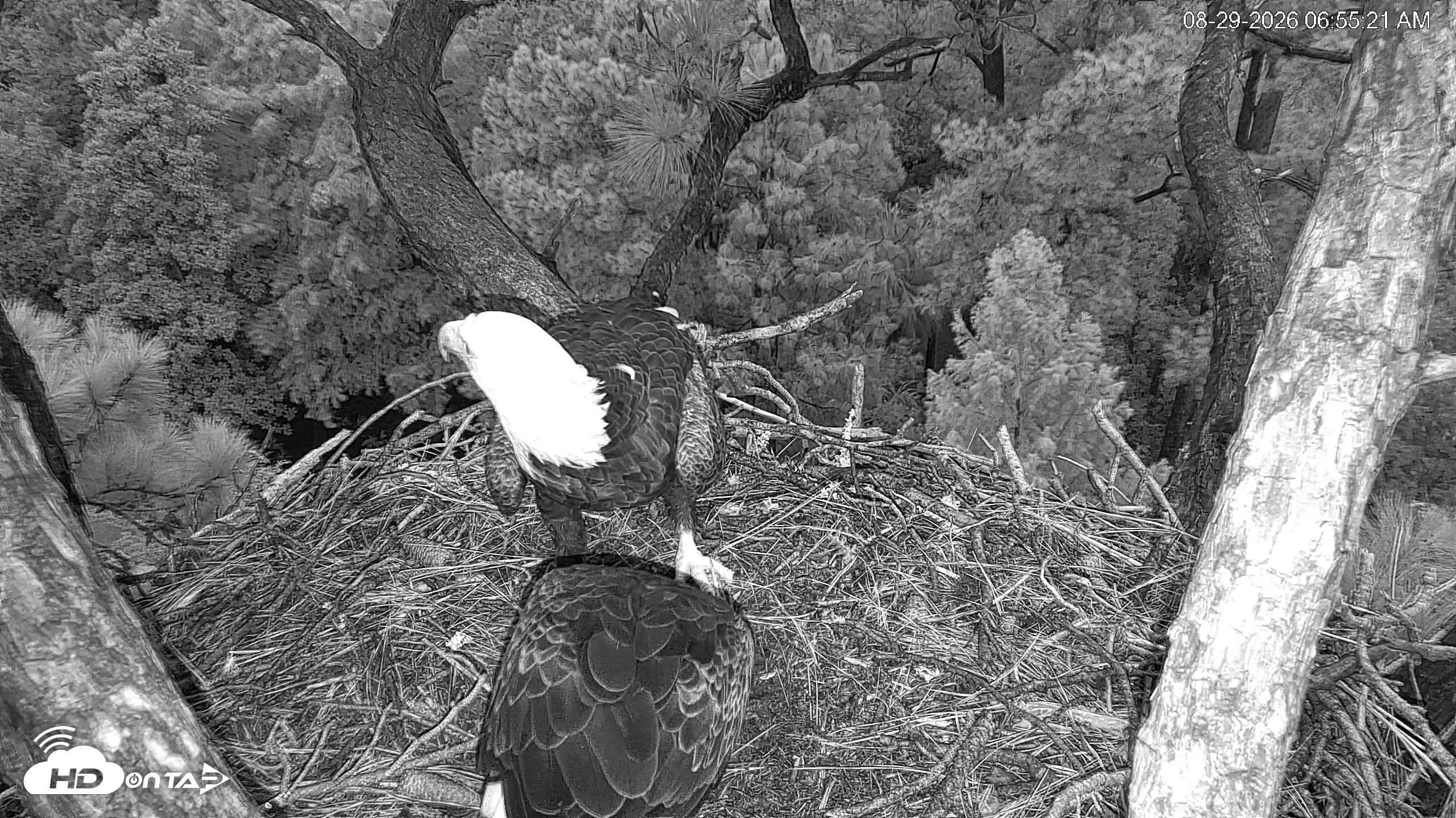 Snapshot of Hilton Head Island Eagles Live Webcam taken Aug 29, 2026, 6:56am EDT