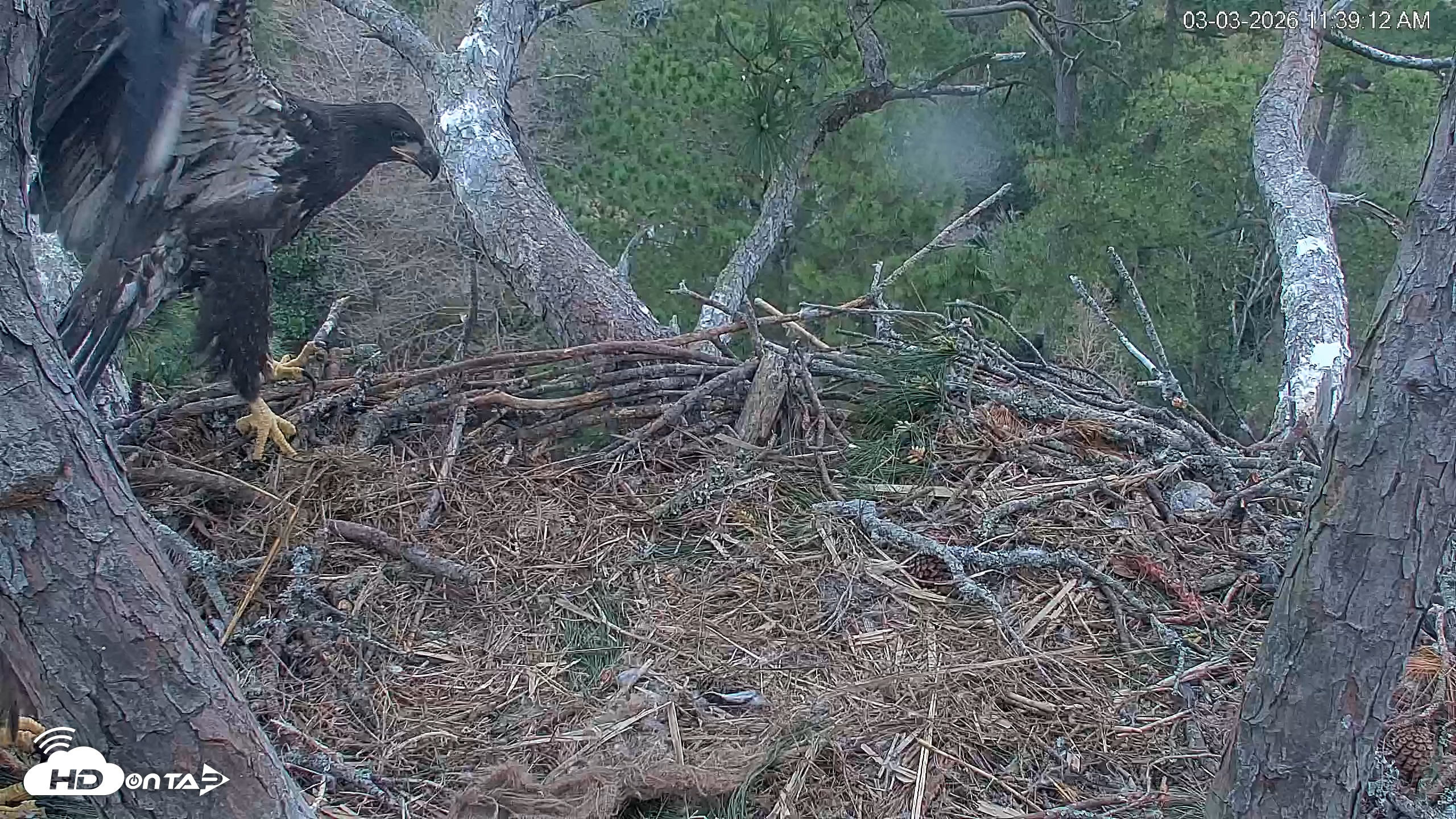 Snapshot of Hilton Head Island Eagles Live Webcam taken Mar 3, 2026, 11:39am EST