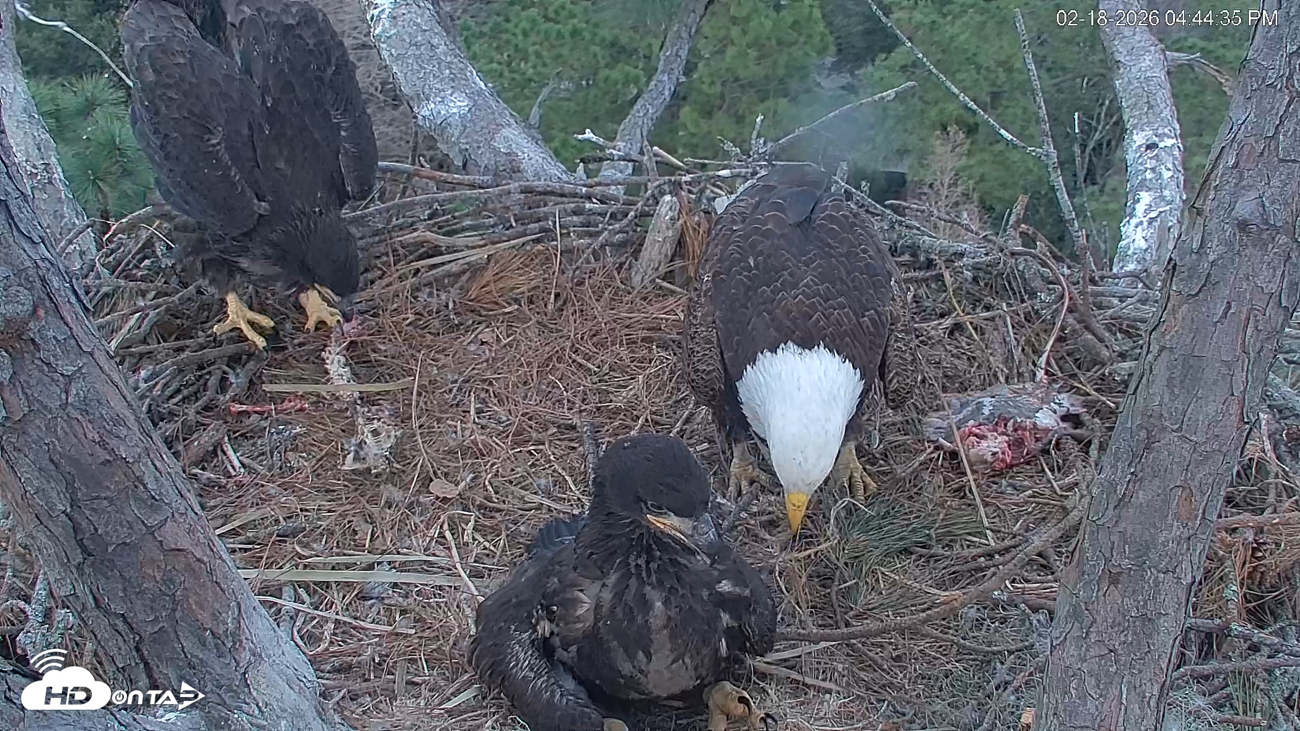 Snapshot of Hilton Head Island Eagles Live Webcam taken Feb 18, 2026, 4:47pm EST