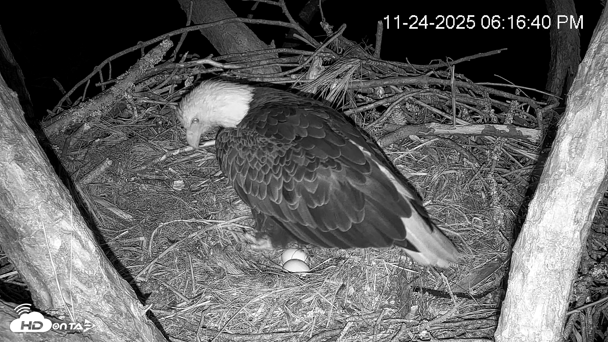 Snapshot of Hilton Head Island Eagles Live Webcam taken Nov 24, 2025, 6:17pm EST