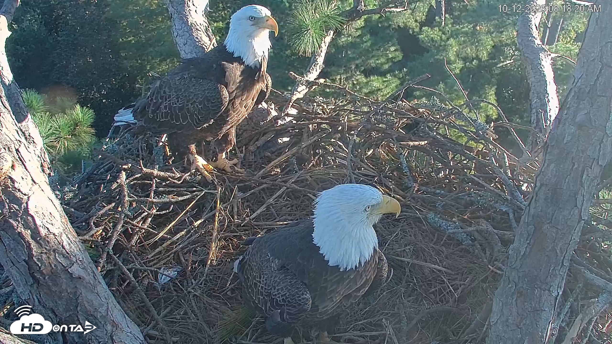 Snapshot of Hilton Head Island Eagles Live Webcam taken Oct 12, 2026, 8:18am EDT