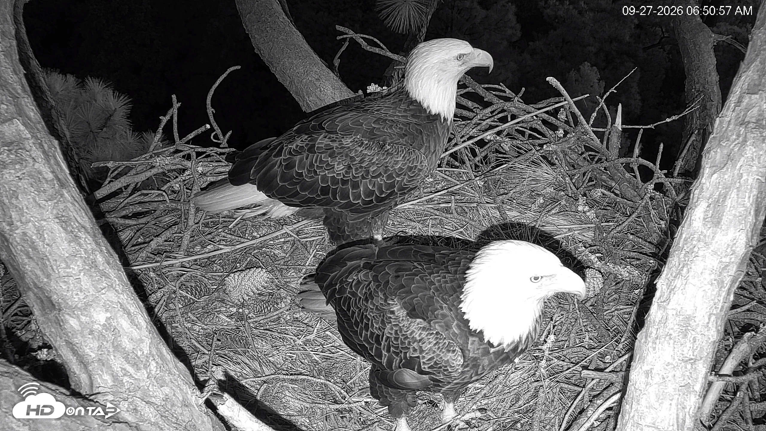 Snapshot of Hilton Head Island Eagles Live Webcam taken Sep 27, 2026, 6:51am EDT