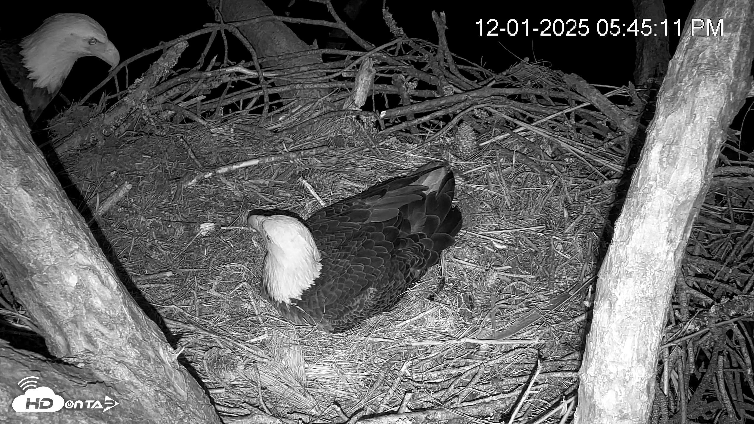 Snapshot of Hilton Head Island Eagles Live Webcam taken Dec 1, 2025, 5:45pm EST