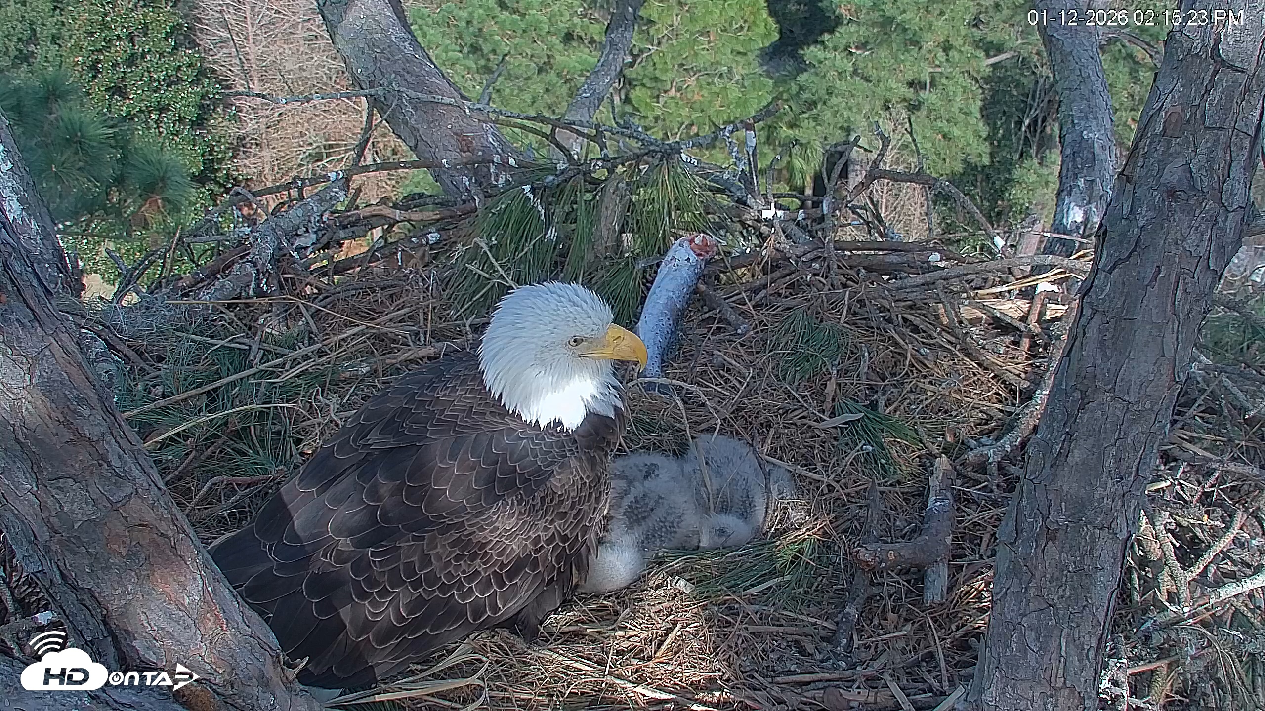 Snapshot of Hilton Head Island Eagles Live Webcam taken Jan 12, 2026, 2:16pm EST