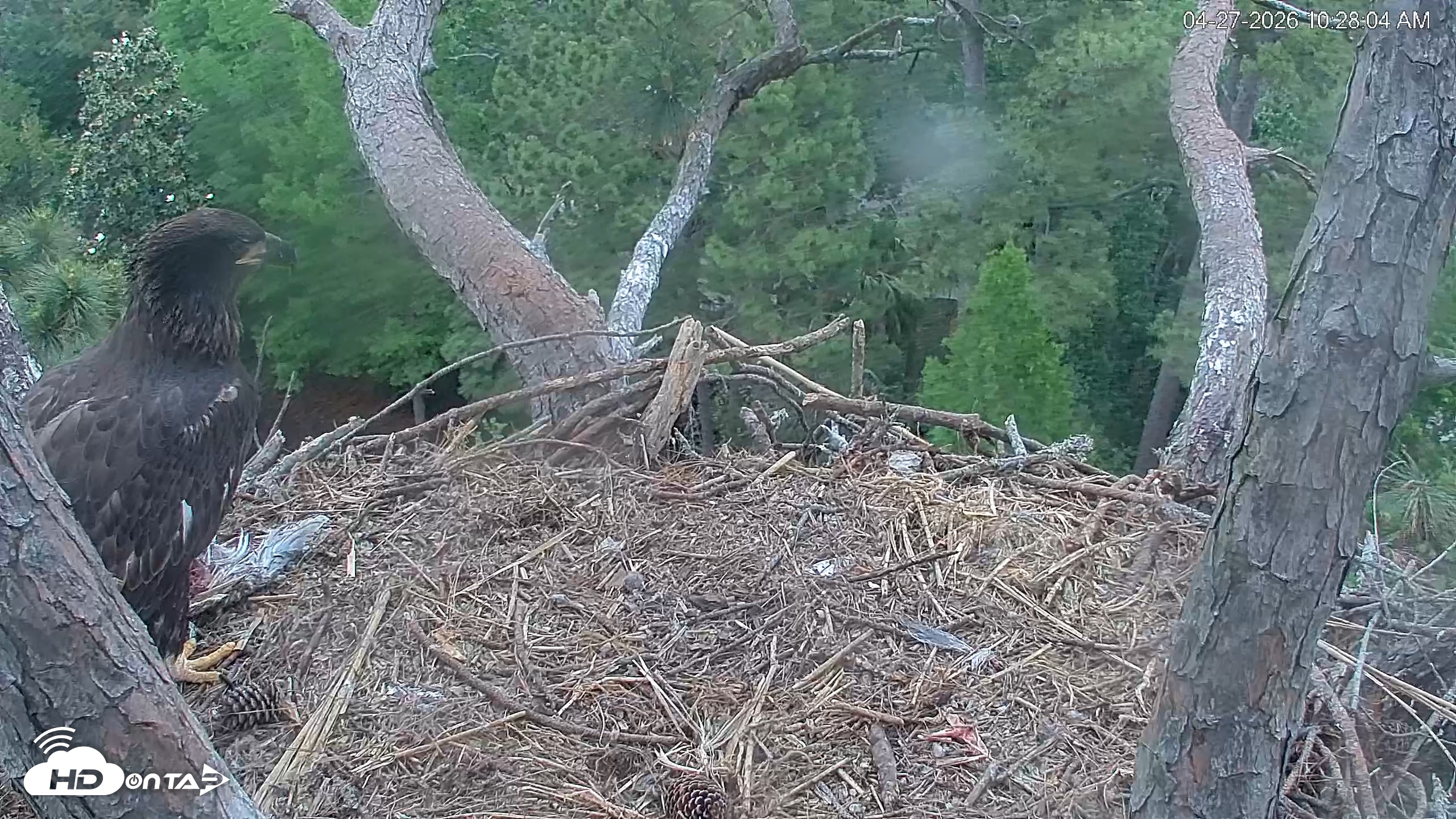 Snapshot of Hilton Head Island Eagles Live Webcam taken Apr 27, 2026, 10:29am EDT