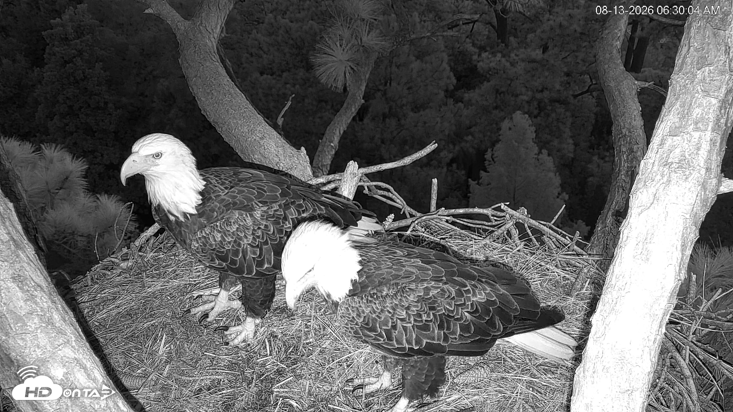 Snapshot of Hilton Head Island Eagles Live Webcam taken Aug 13, 2026, 6:30am EDT