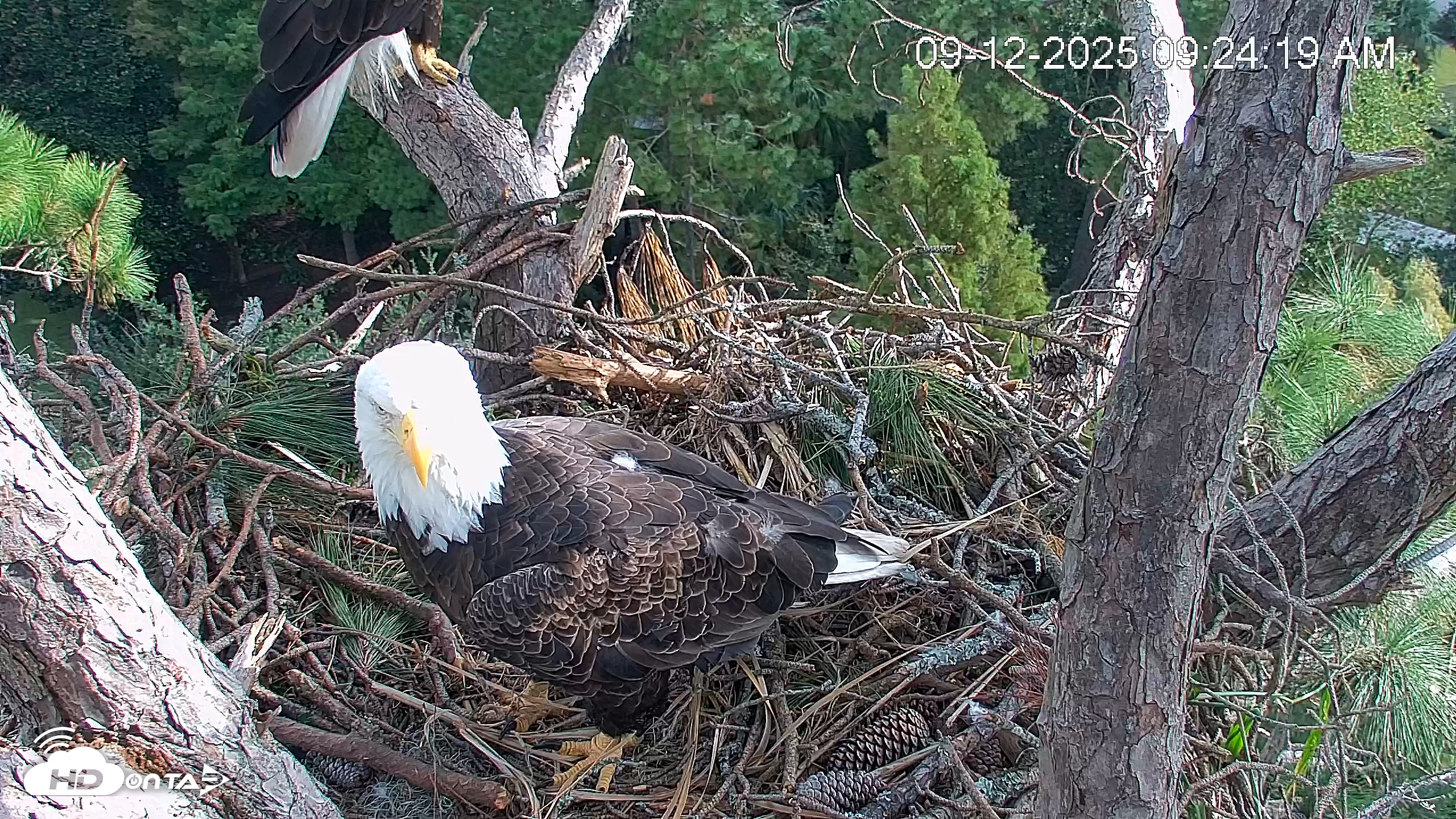 Snapshot of Hilton Head Island Eagles Live Webcam taken Sep 12, 2025, 9:25am EDT