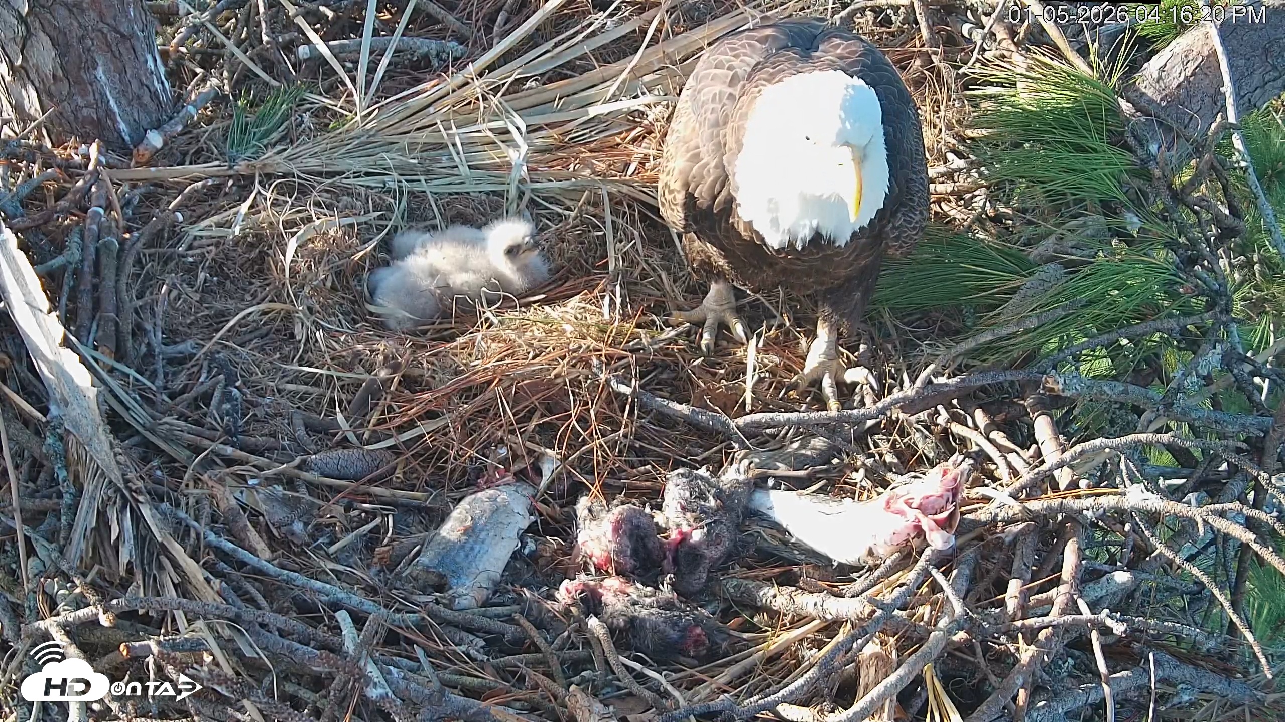 Snapshot of Hilton Head Island Eagles Live Webcam taken Jan 5, 2026, 4:17pm EST